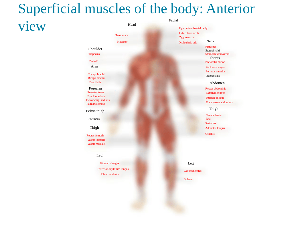 2. mUSCLES LAB POWERPOINT(1).pptx_dzrfjyq351s_page1