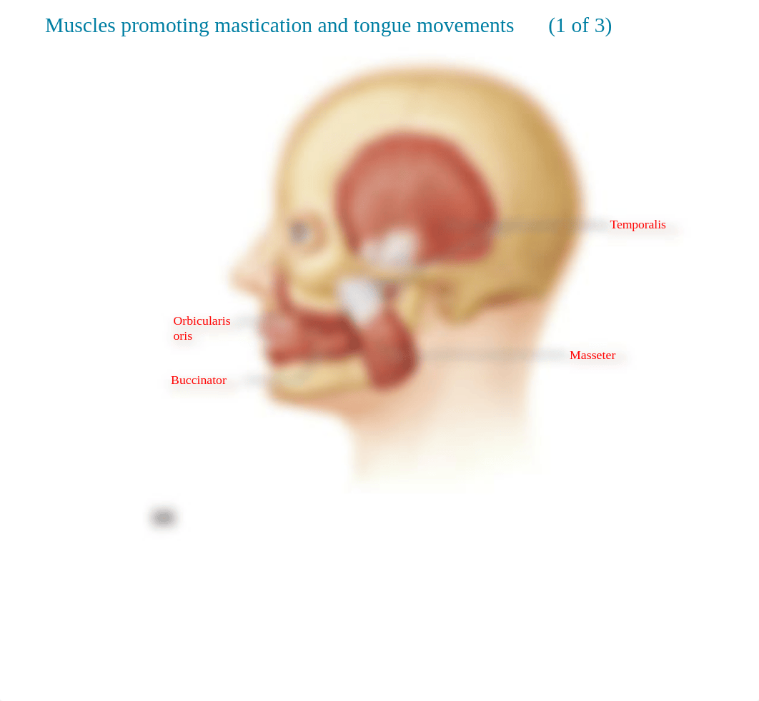 2. mUSCLES LAB POWERPOINT(1).pptx_dzrfjyq351s_page4