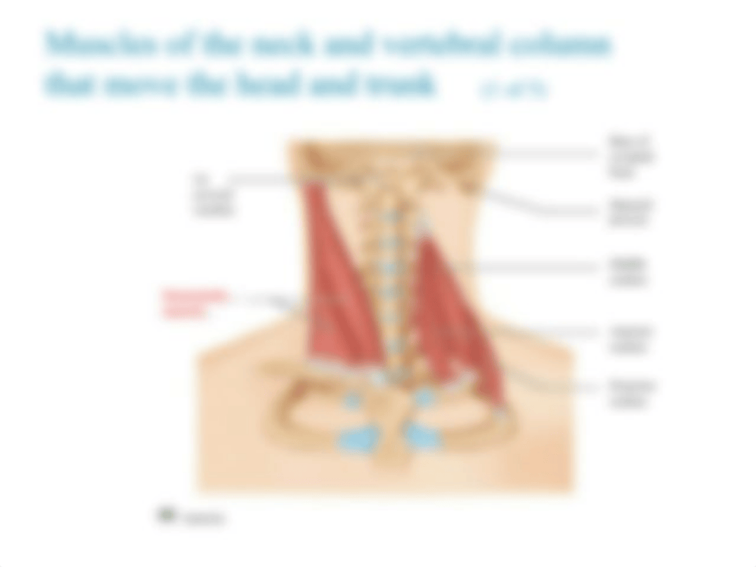 2. mUSCLES LAB POWERPOINT(1).pptx_dzrfjyq351s_page5