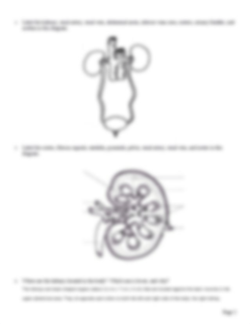 Urinary System Study Guide.docx_dzrwnq7xf2q_page2