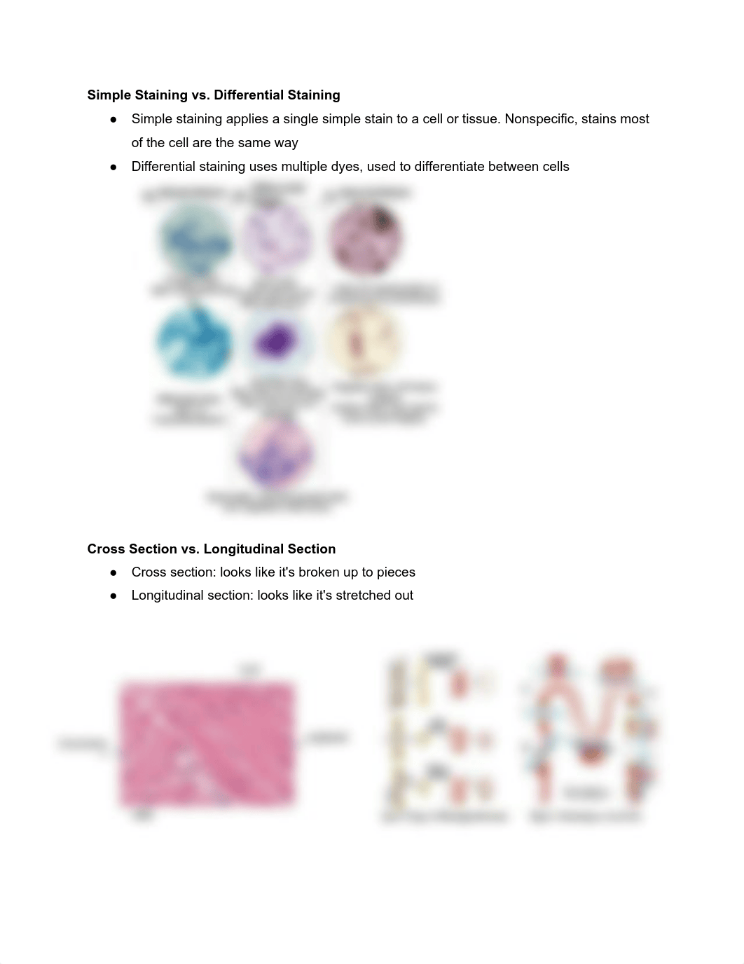 BIO Practical Lab Exam 1 Study Guide.pdf_dzsgiy6fvu5_page2