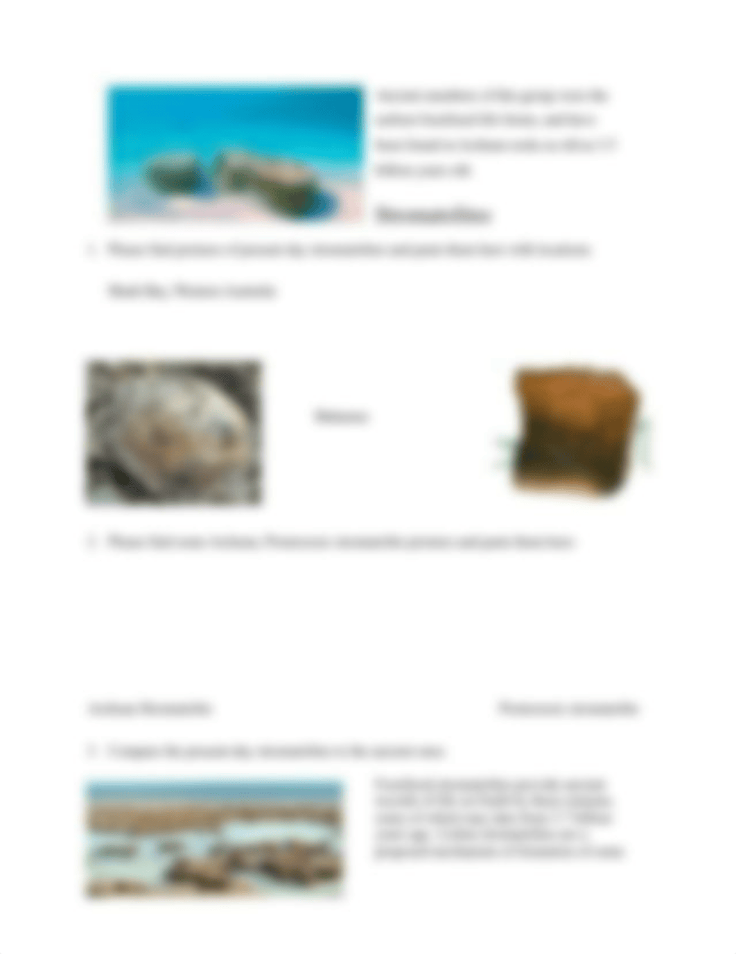 Classification of living things(1)(1).docx_dzso59s18e9_page4