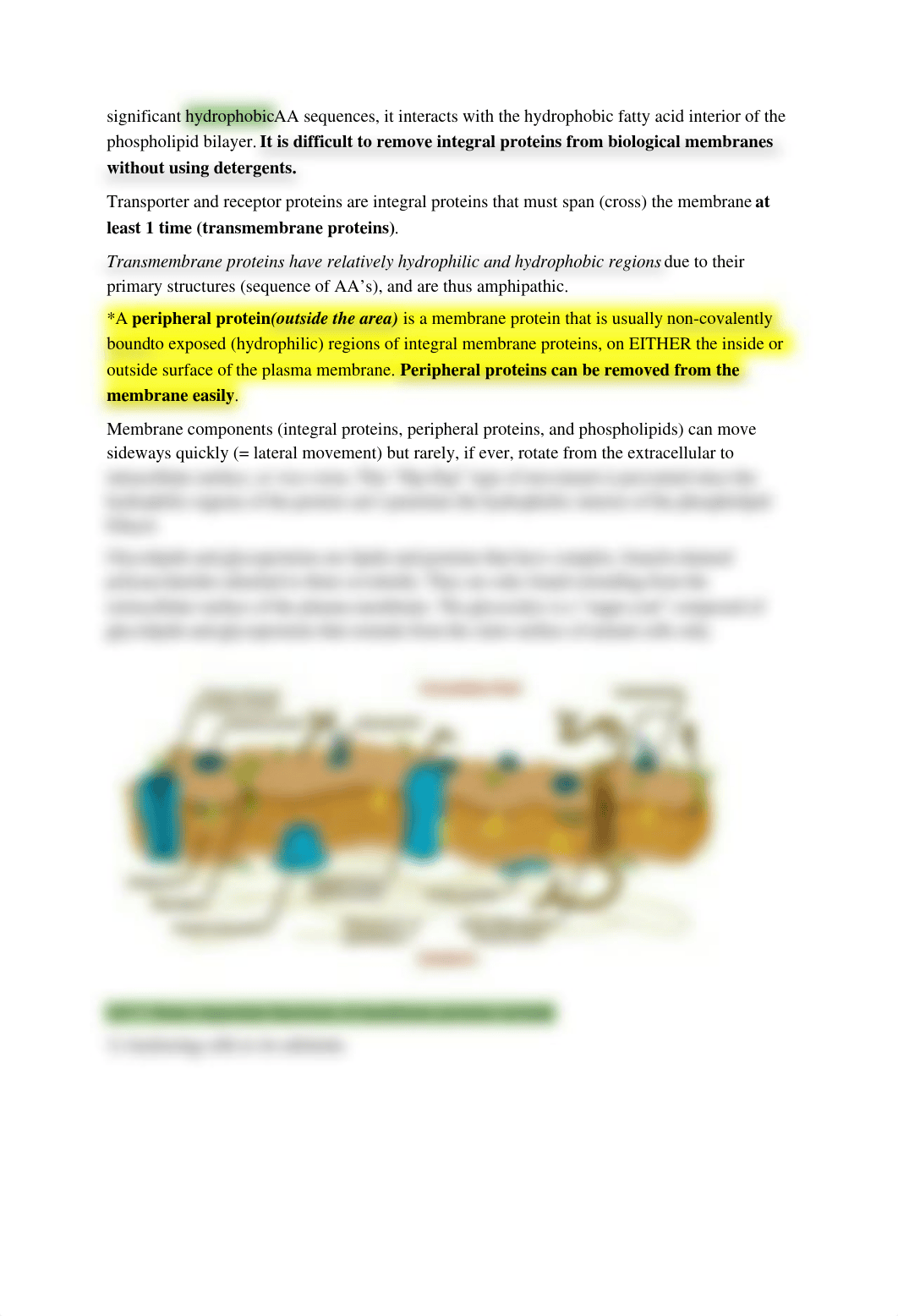 BIO-Exam 2 Summary Notes.docx_dzuktwfvrgo_page2