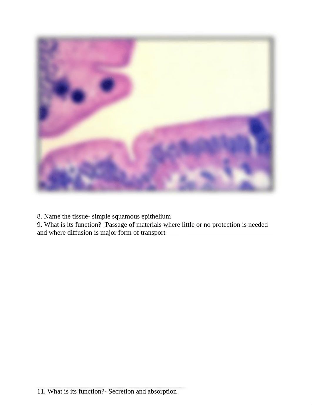 HistologyEpithelialTissuesQuestions.SamantaRangelLemus (1).docx_dzvcrh3cjlv_page3