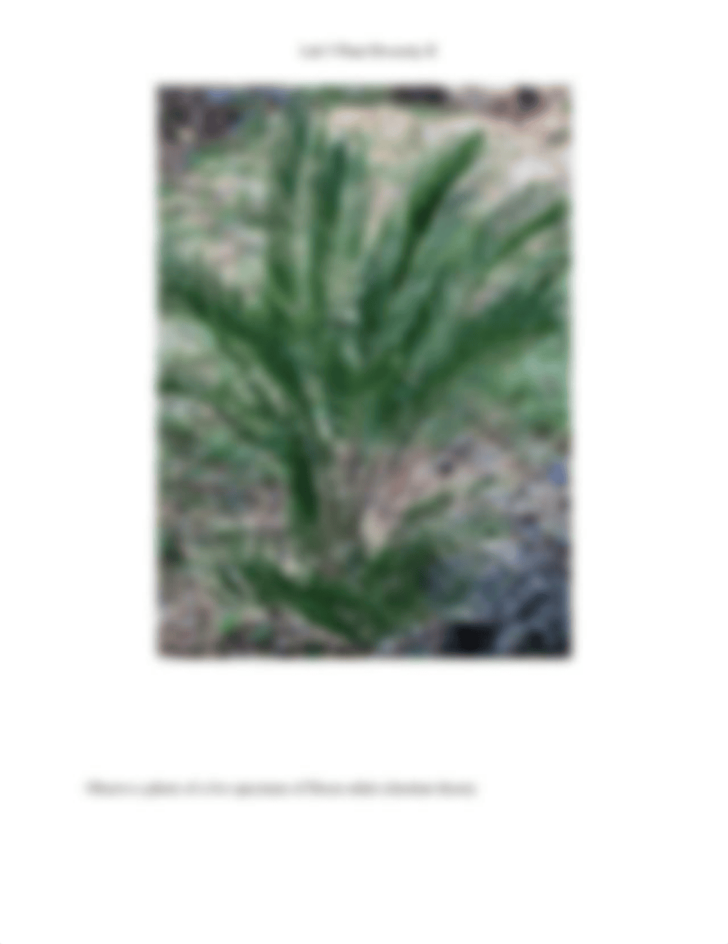 5_Plant Diversity II.docx_dzw3tq0a4fb_page5