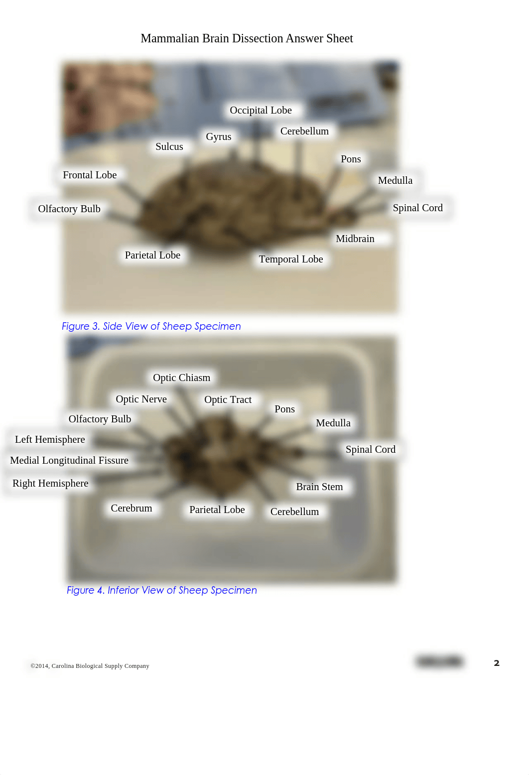 AnswerSheet_Nervous.pdf_dzwoyjiuwwh_page2