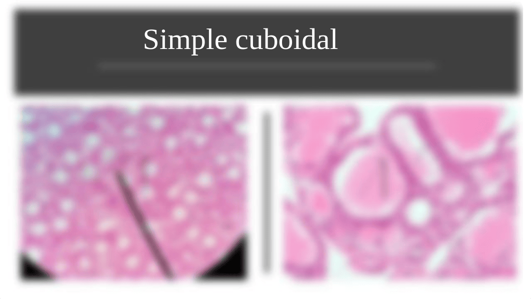 human anatomy lab test 2.pptx_dzxsohpboa3_page5