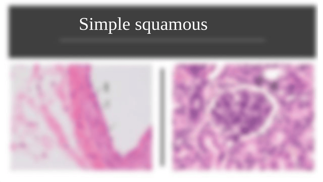 human anatomy lab test 2.pptx_dzxsohpboa3_page2