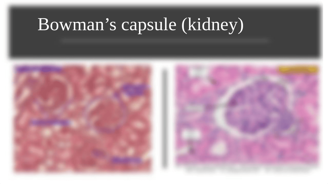 human anatomy lab test 2.pptx_dzxsohpboa3_page3