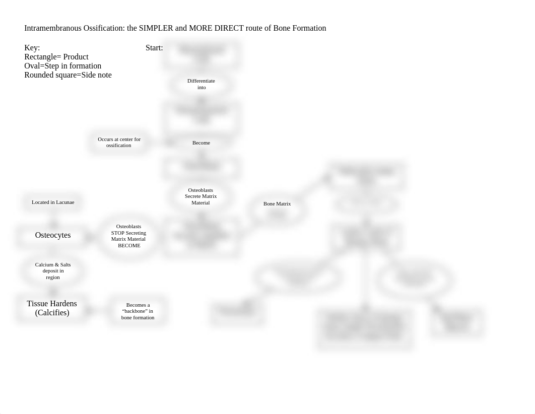 ANAT 1507 Intramembranous Ossification Flow Chart_dzy2xyw1tkm_page1