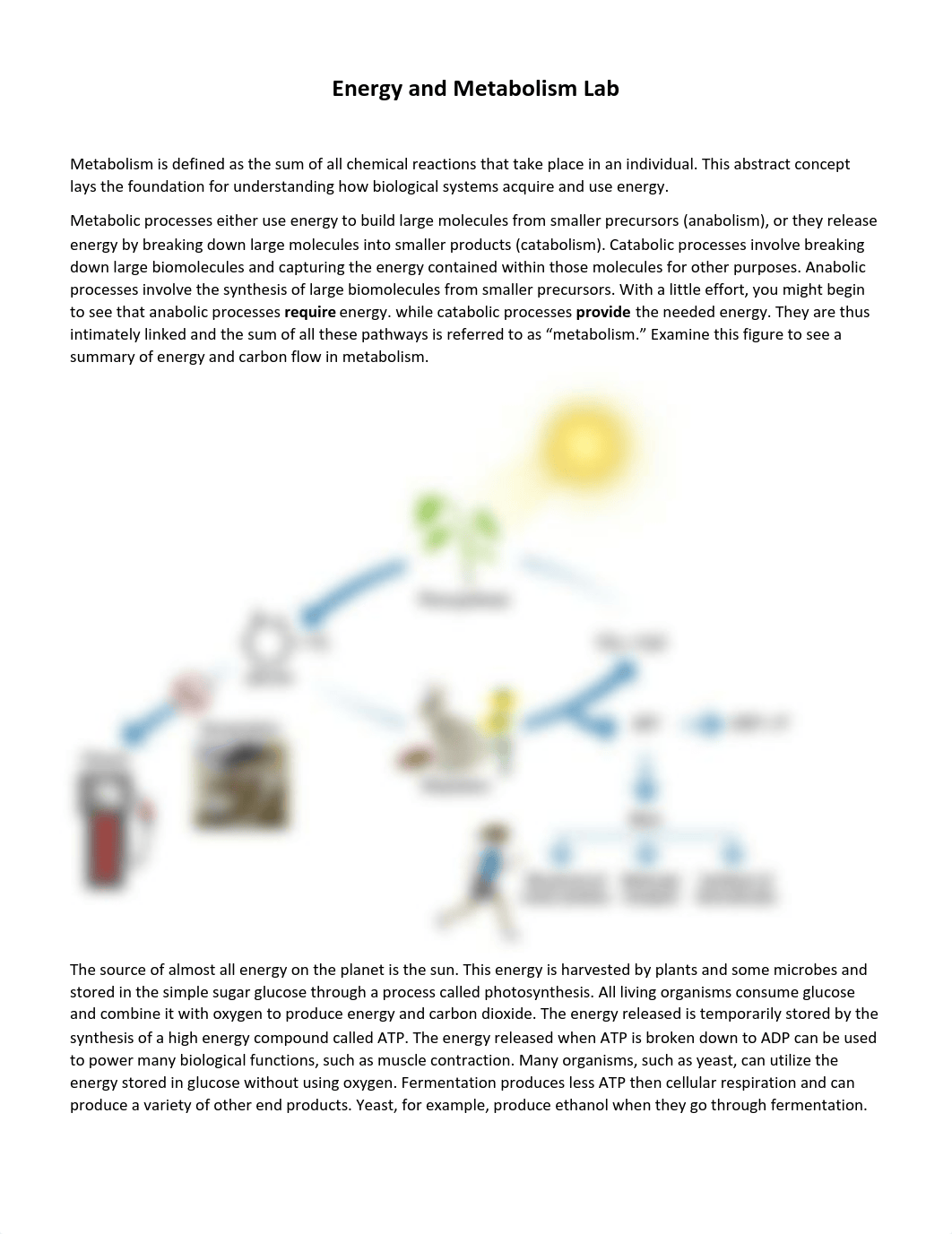 Energy and Metabolism Lab.pdf_dzy3q846dxq_page1