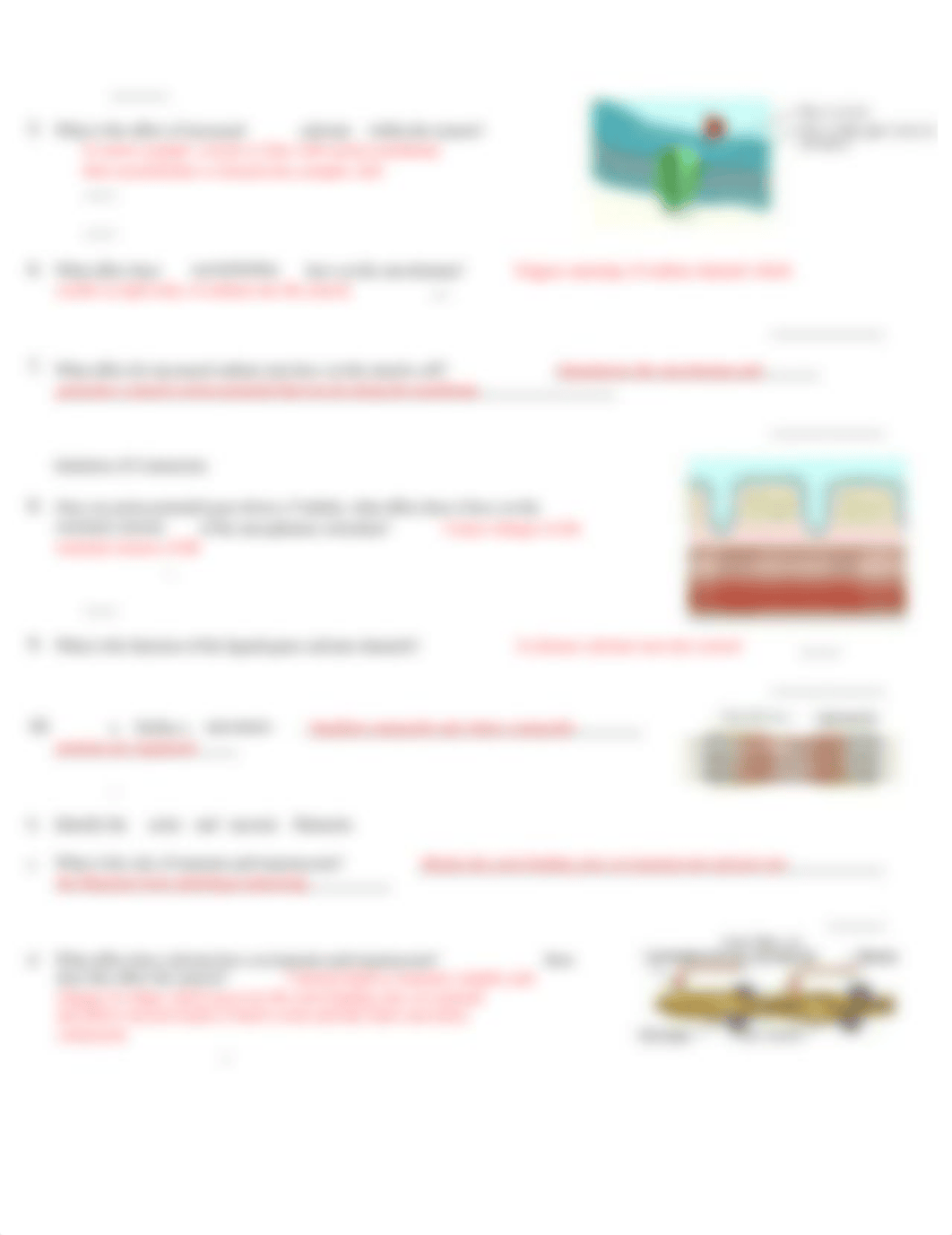 Neuromuscular Junction CH 10-FINISHED.docx_dzzjb4v6xb1_page2