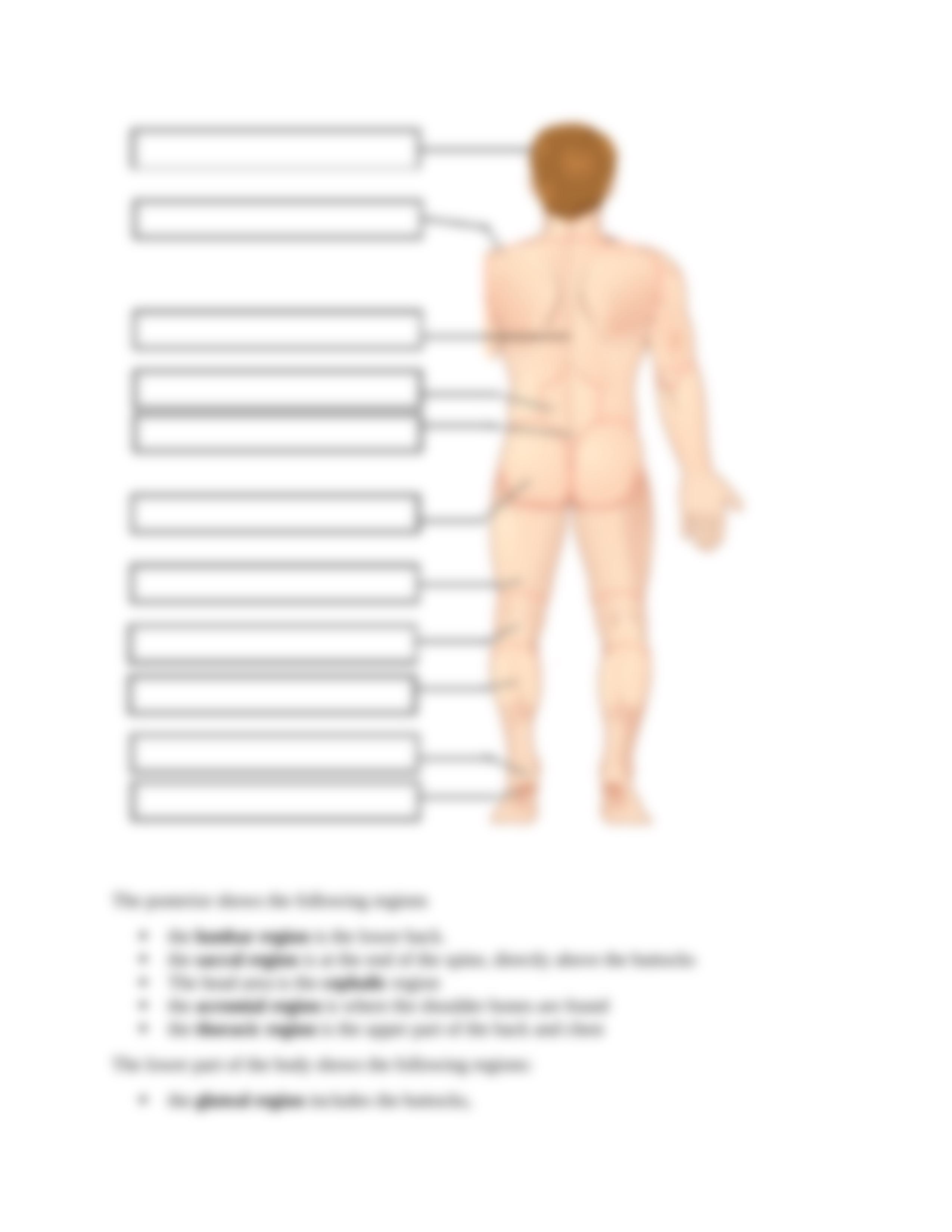 Body Region Labeling.docx_d0amxq2ljnr_page3