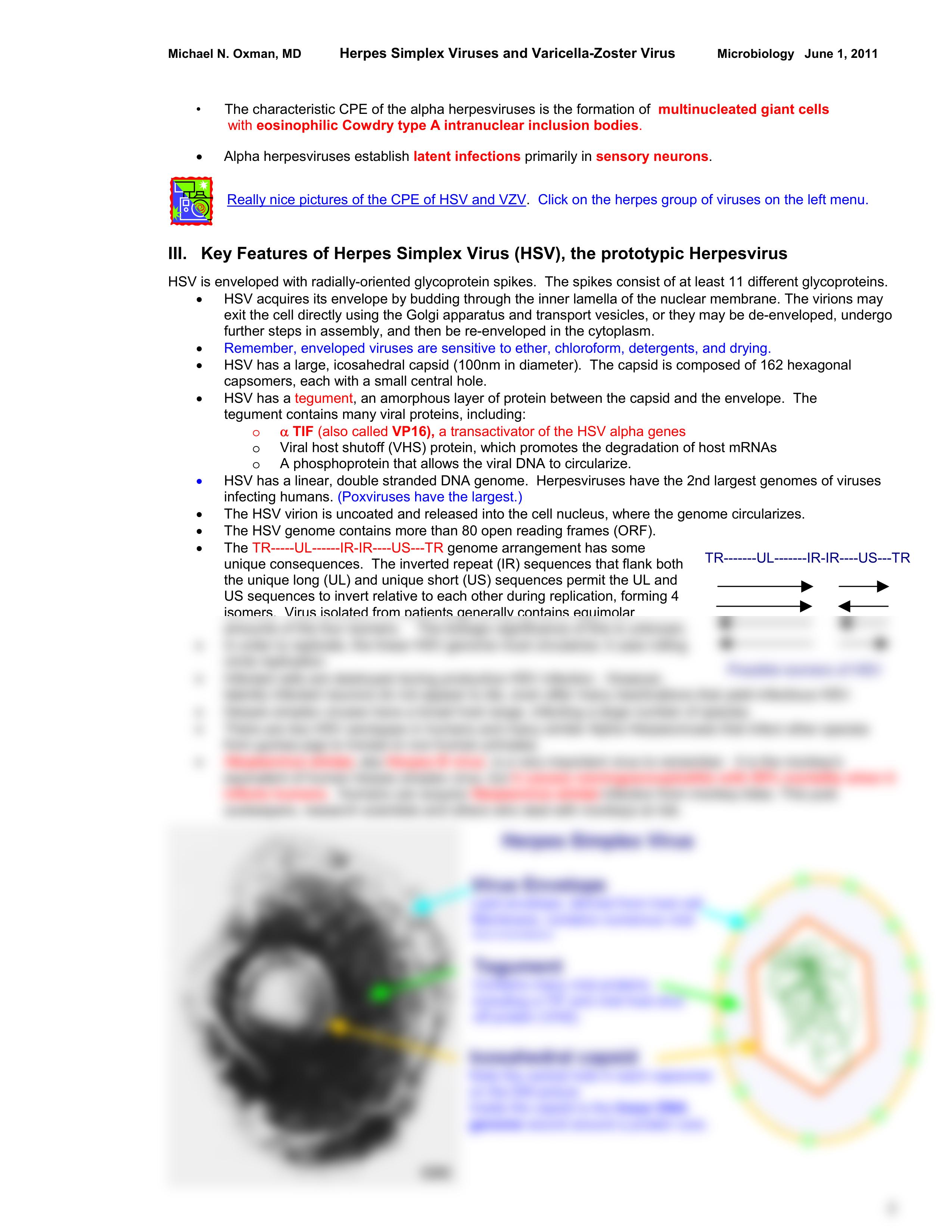 18- HERPES_SIMPLEX_VIRUS_and_VARICELLA_ZOSTER_VIRUS___Web_Syllabus___OXMAN__1_June_2011_052711083314_d0w7cuwj75m_page2