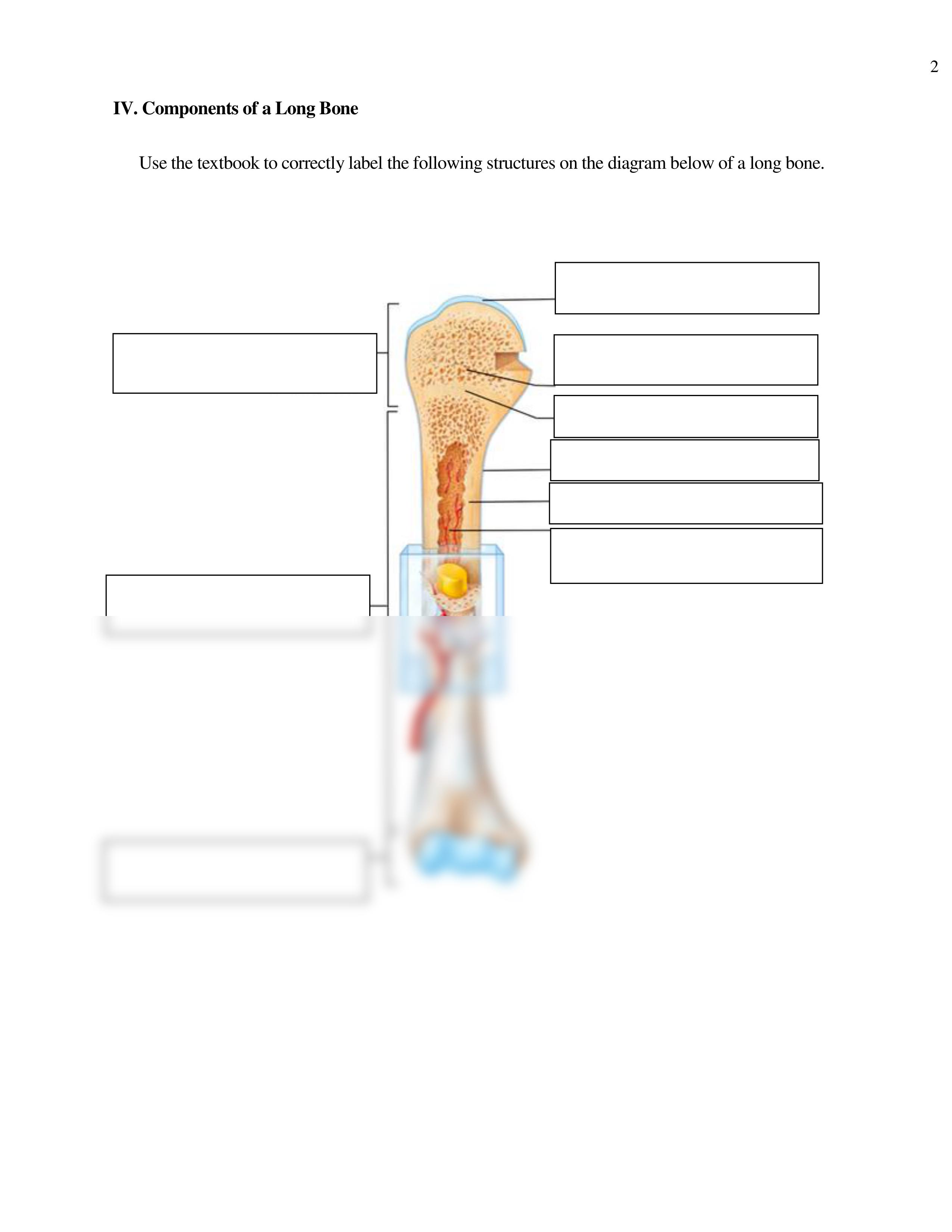 BIO 301 - Osseous Tissue Worksheet #1.pdf_d11drbjheue_page2