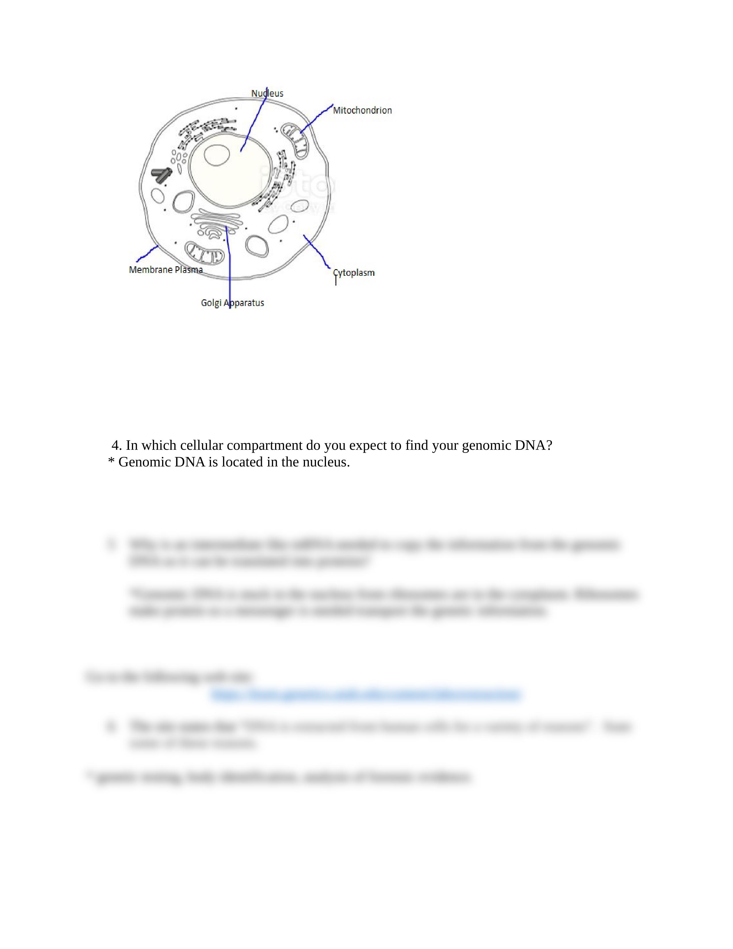 LAB 10 BIO 149 DNA Extraction ONLINE Lab.docx_d18hjnepmof_page2