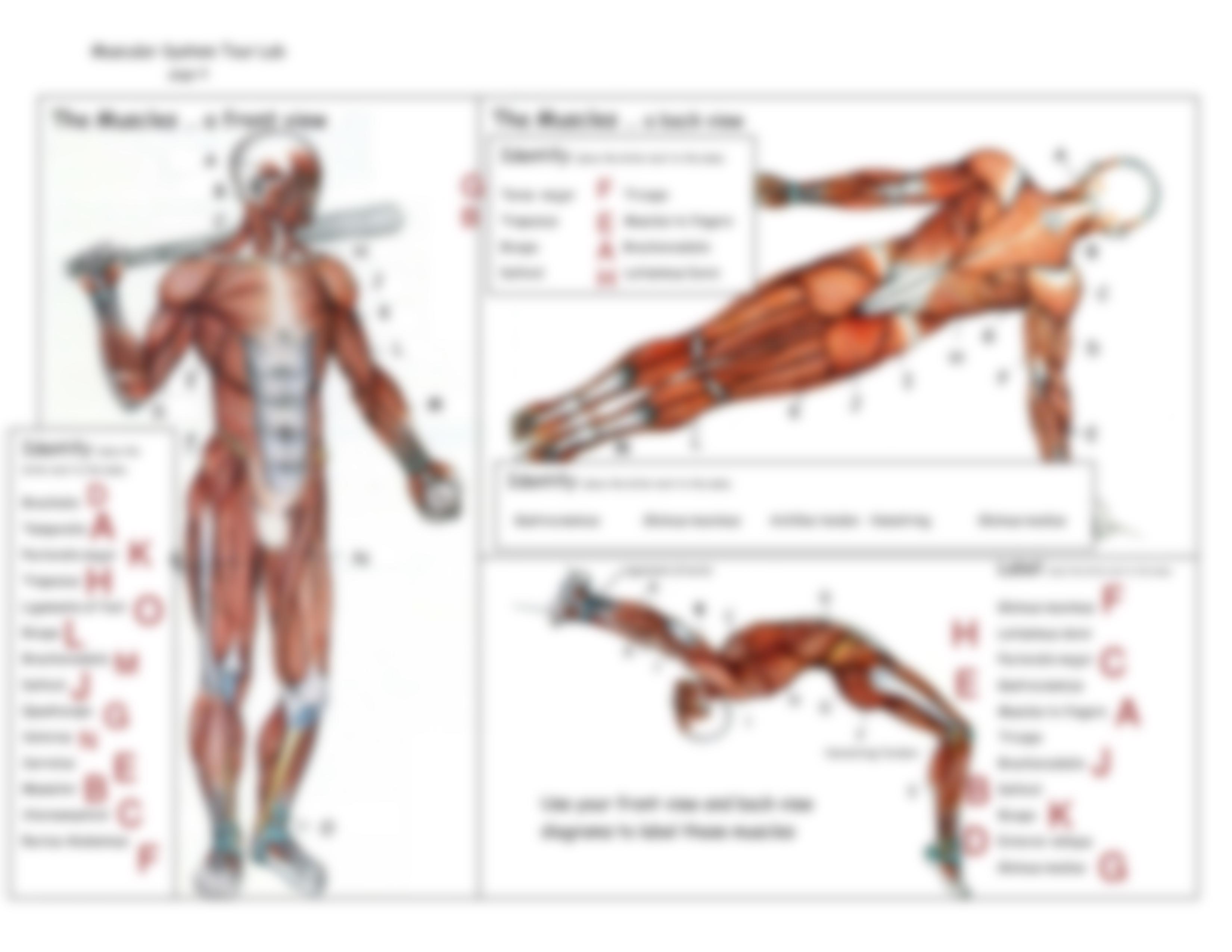 Keshaunana Harris - muscular_system_tour_activity_form.pdf_d1pfrb8ge29_page3