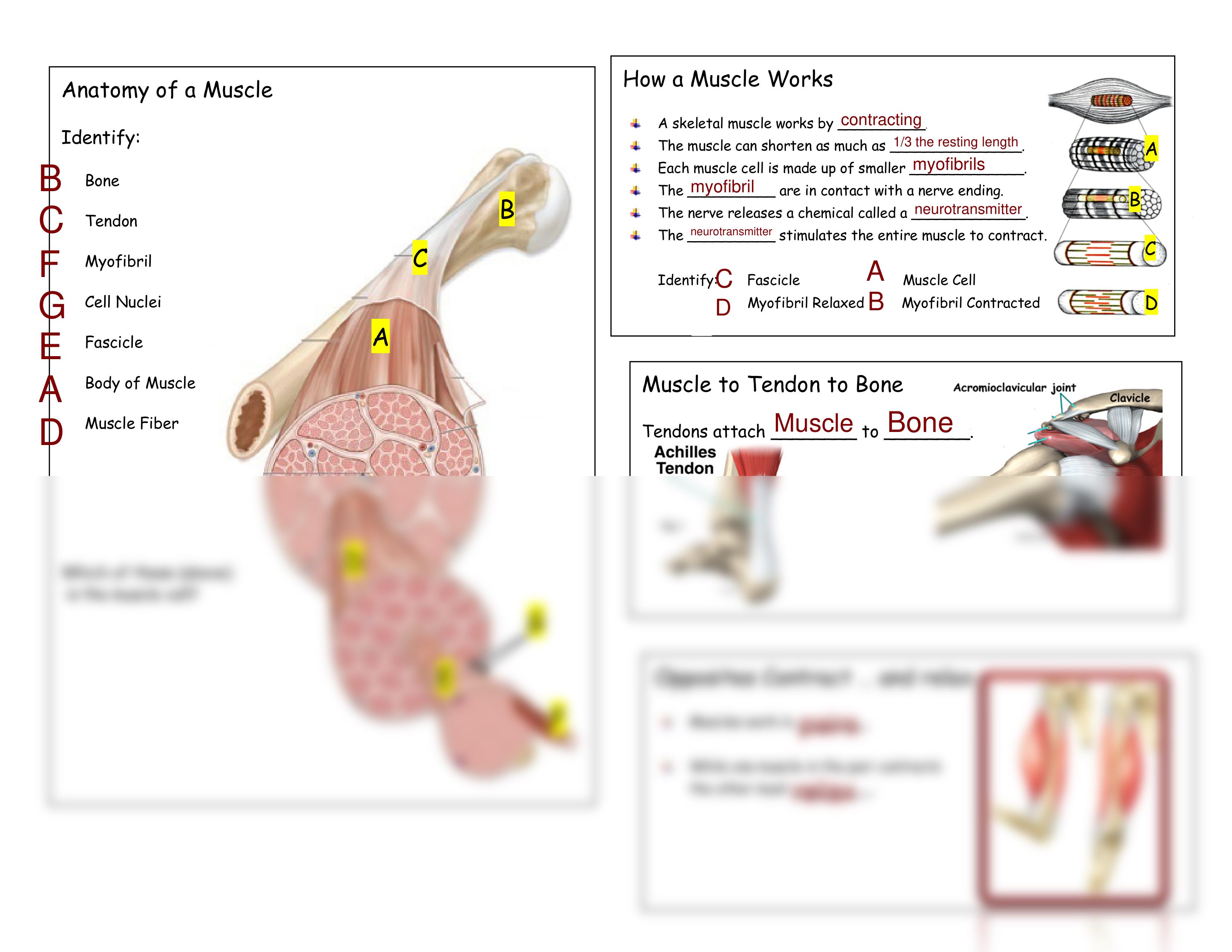 Keshaunana Harris - muscular_system_tour_activity_form.pdf_d1pfrb8ge29_page2