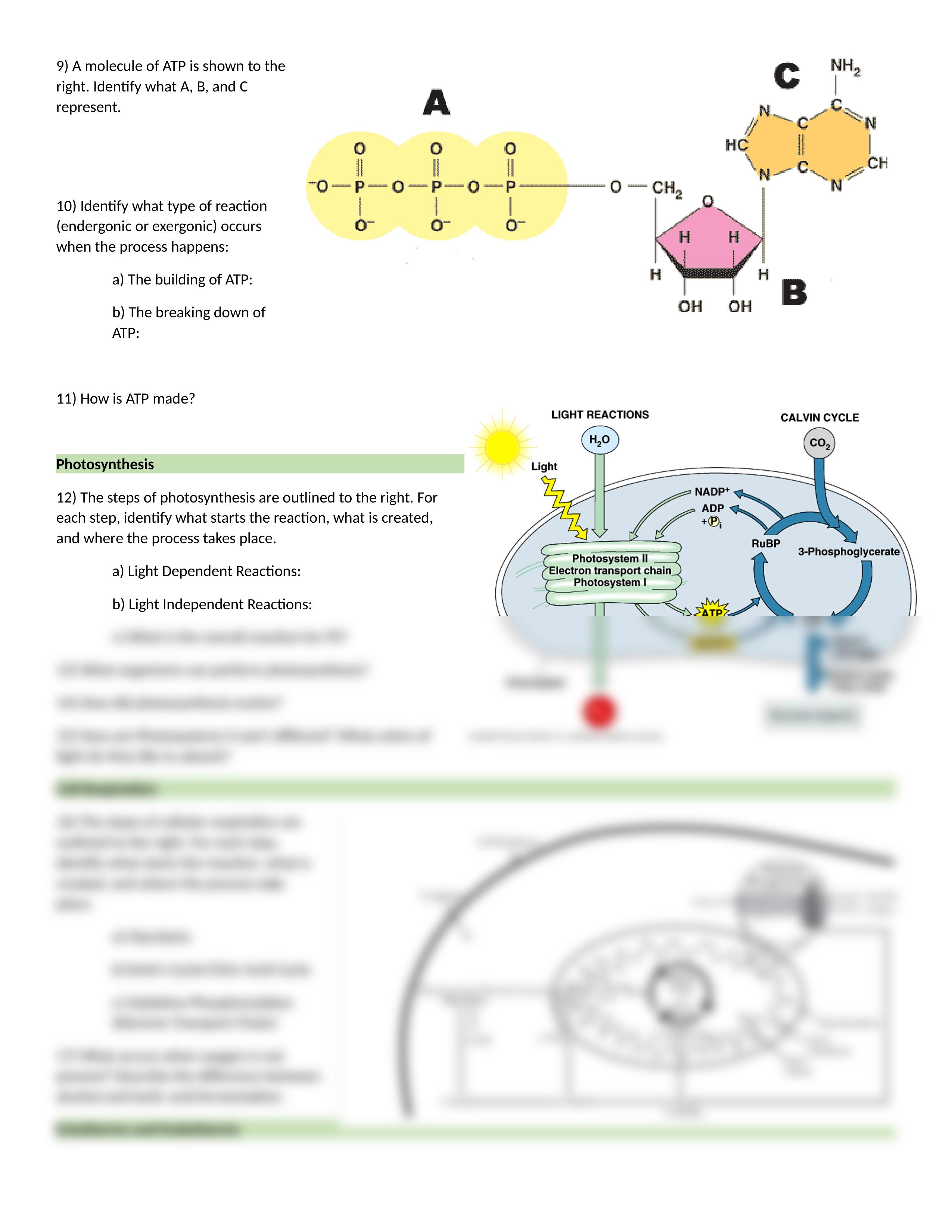 Unit 3 Cellular Energetics AP Bio Exam Review SE (1).docx_d1x7llyg3mq_page2