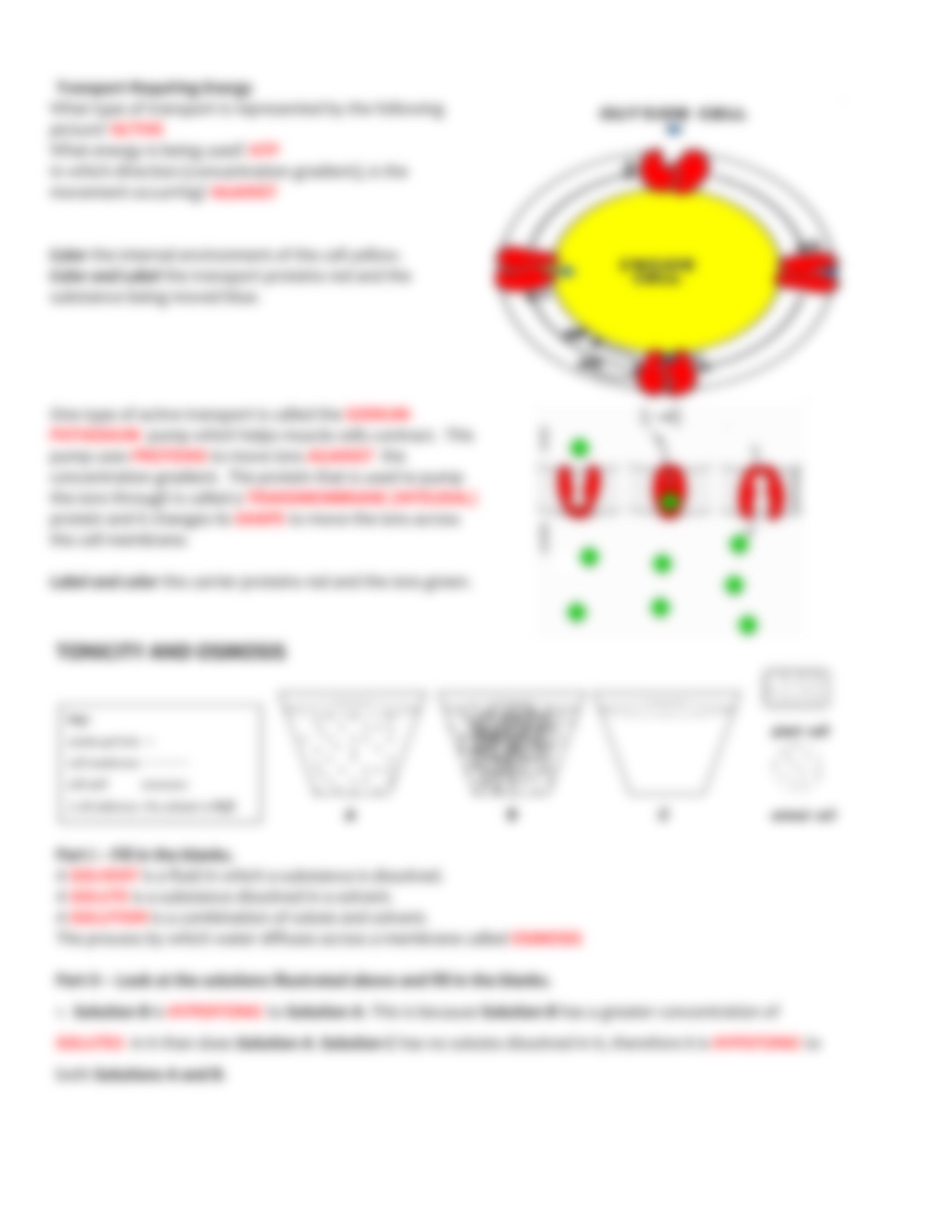 KEY cell membrane and tonicity worksheet_d1zhwcnbwrm_page3