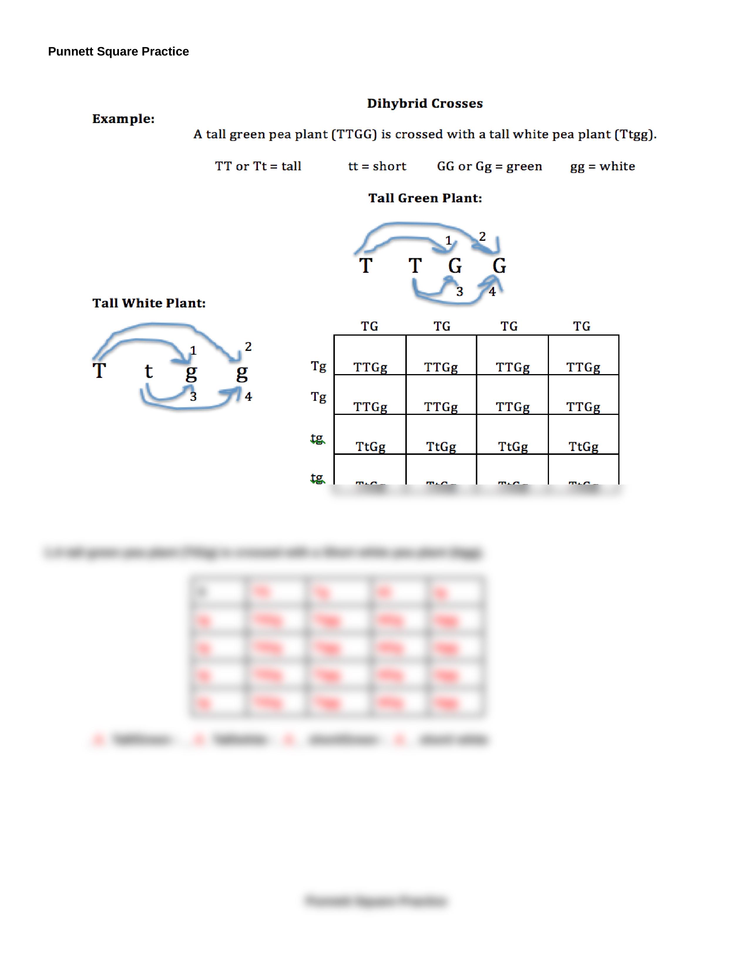 Punnett Square Practice.docx_d26upx2k8ox_page2