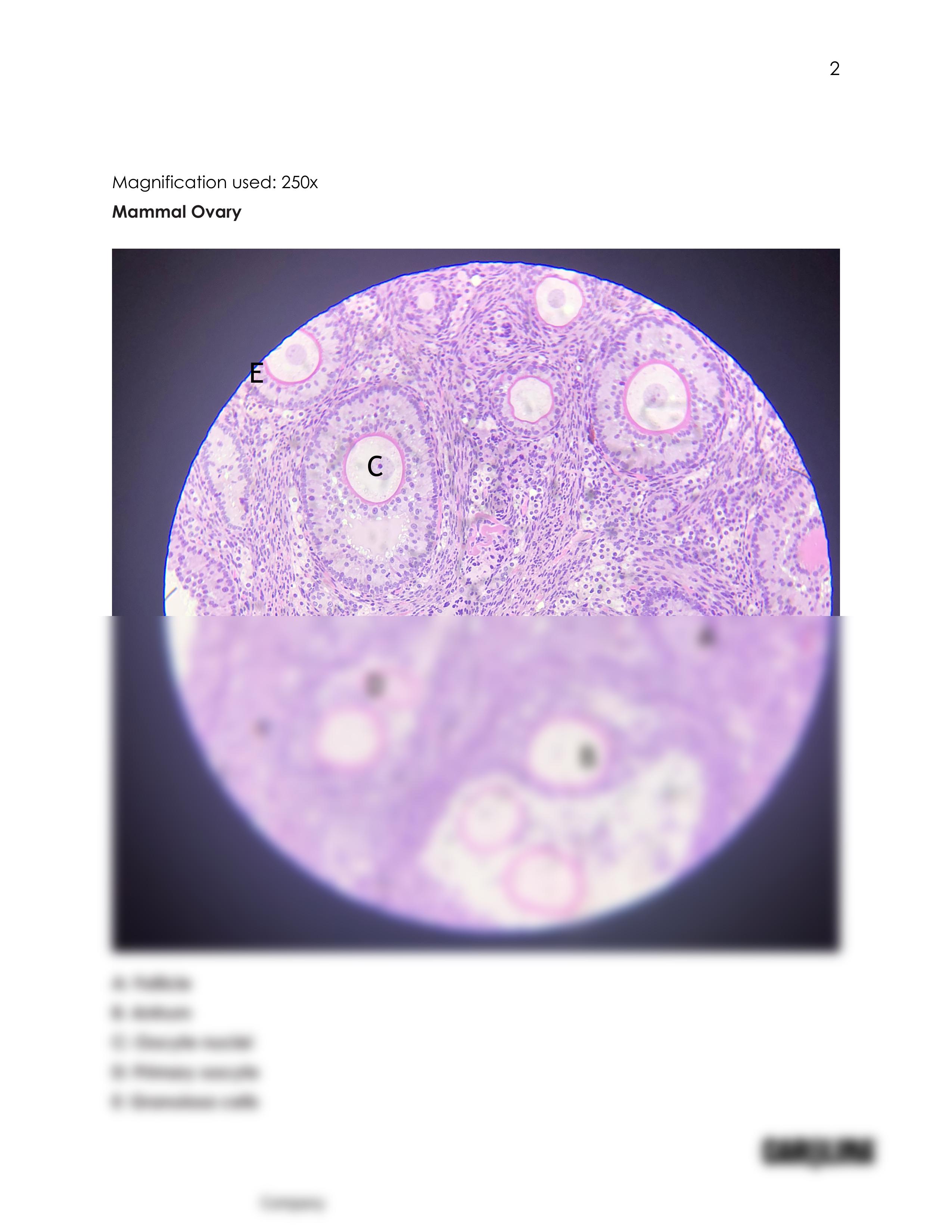 Introduction to Histology_Reproductive system answer sheet.pdf_d2mm40iobx1_page2