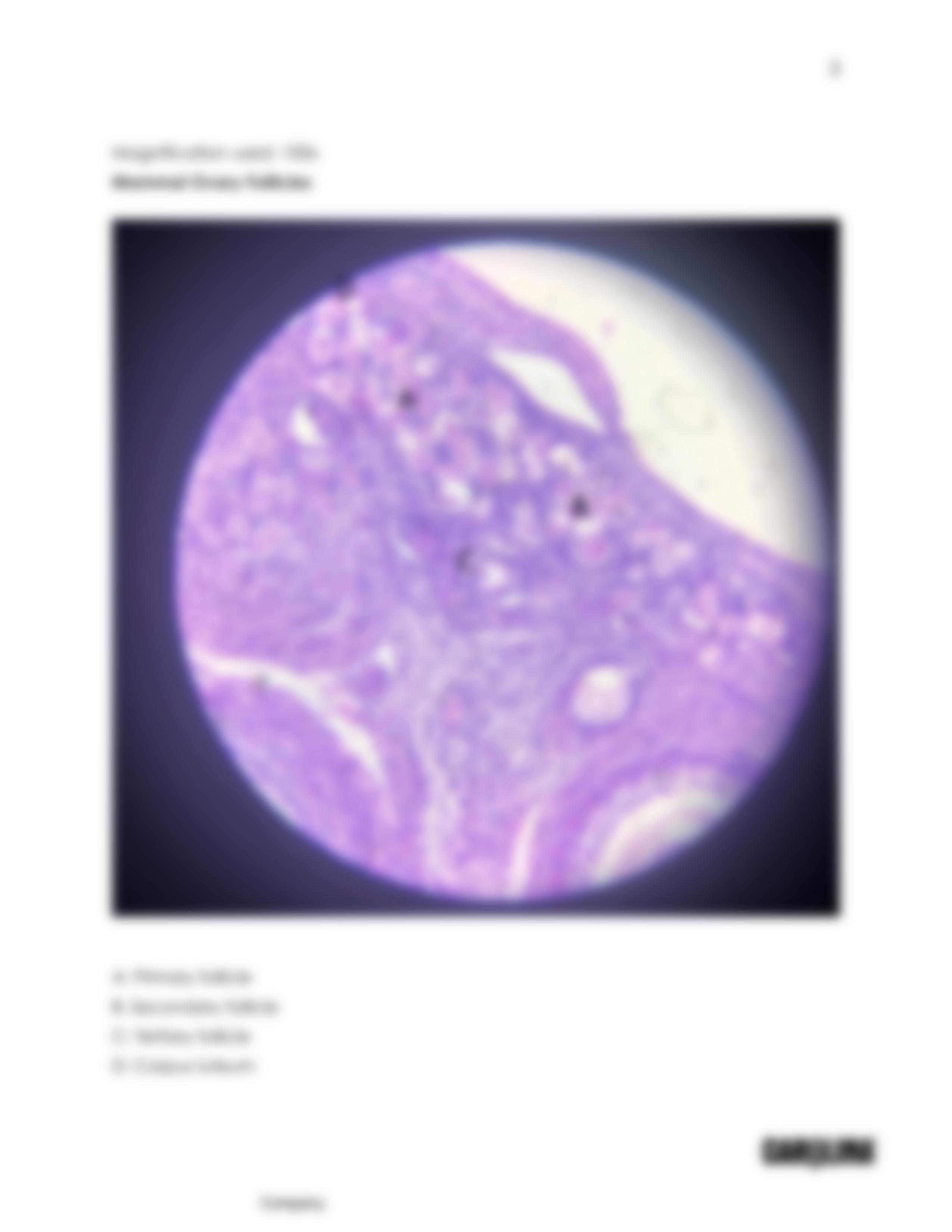 Introduction to Histology_Reproductive system answer sheet.pdf_d2mm40iobx1_page3