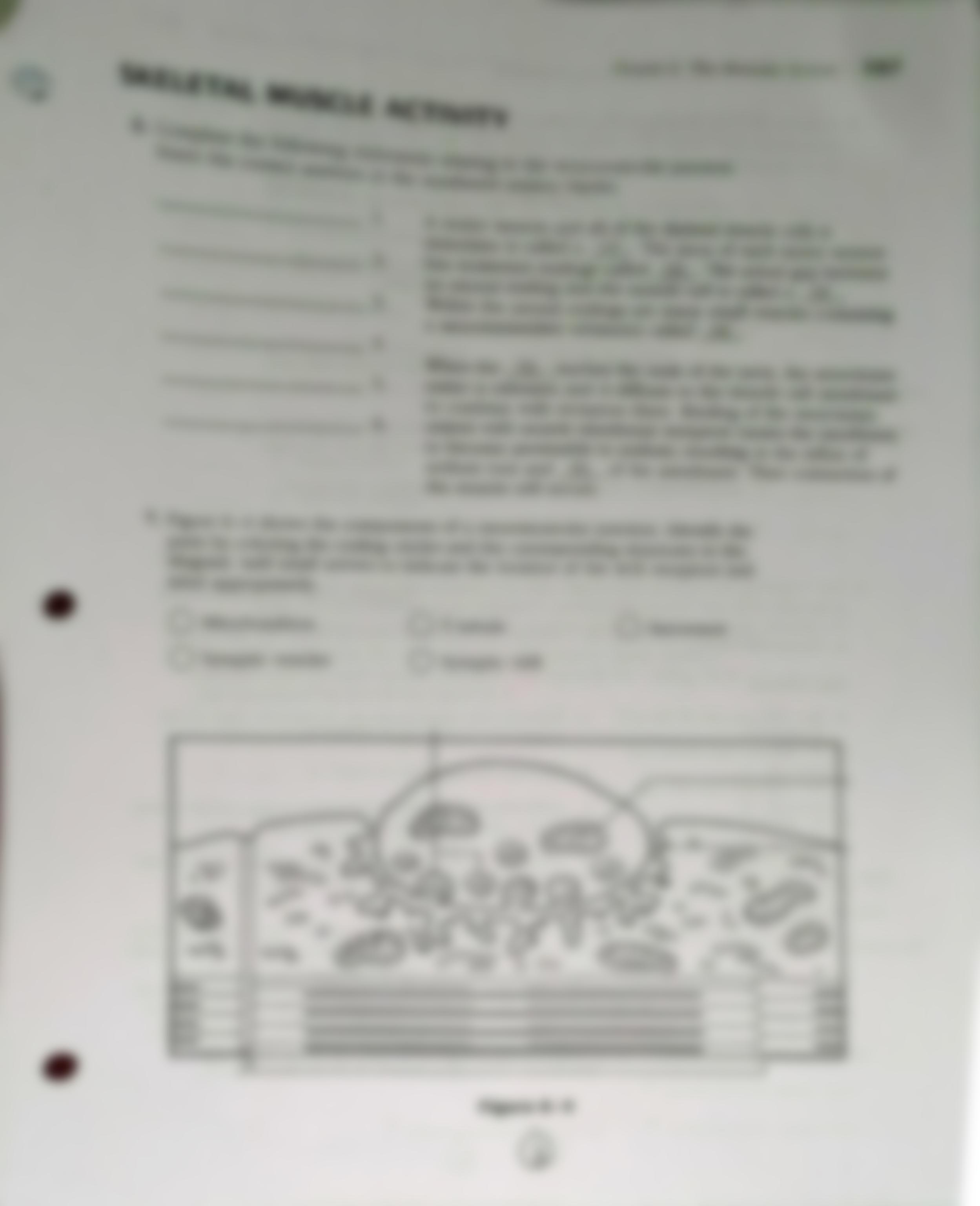 Microscopic Anatomy of Skeletal Muscle worksheet packet.pdf_d2wtpkhzc02_page3