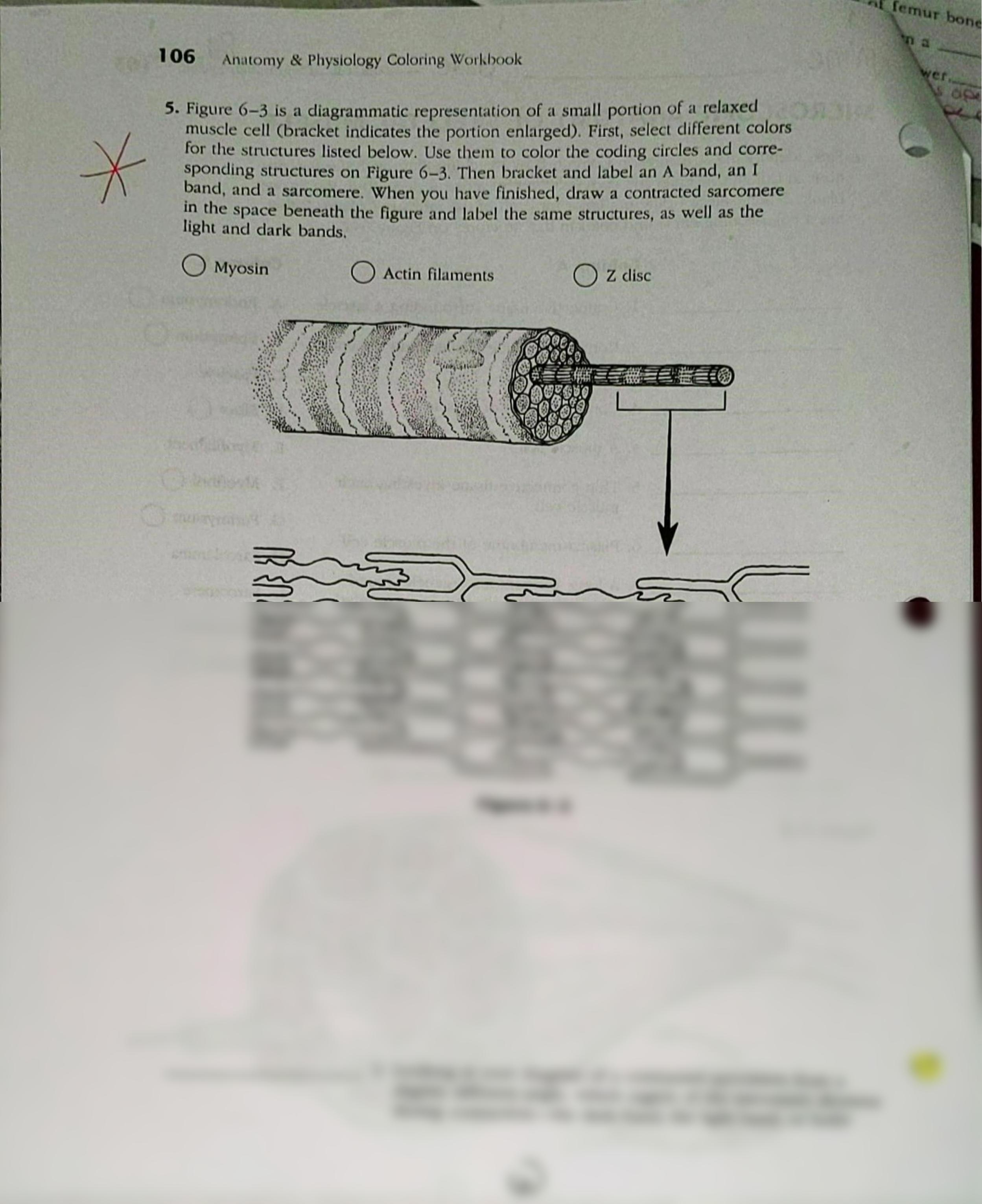 Microscopic Anatomy of Skeletal Muscle worksheet packet.pdf_d2wtpkhzc02_page2