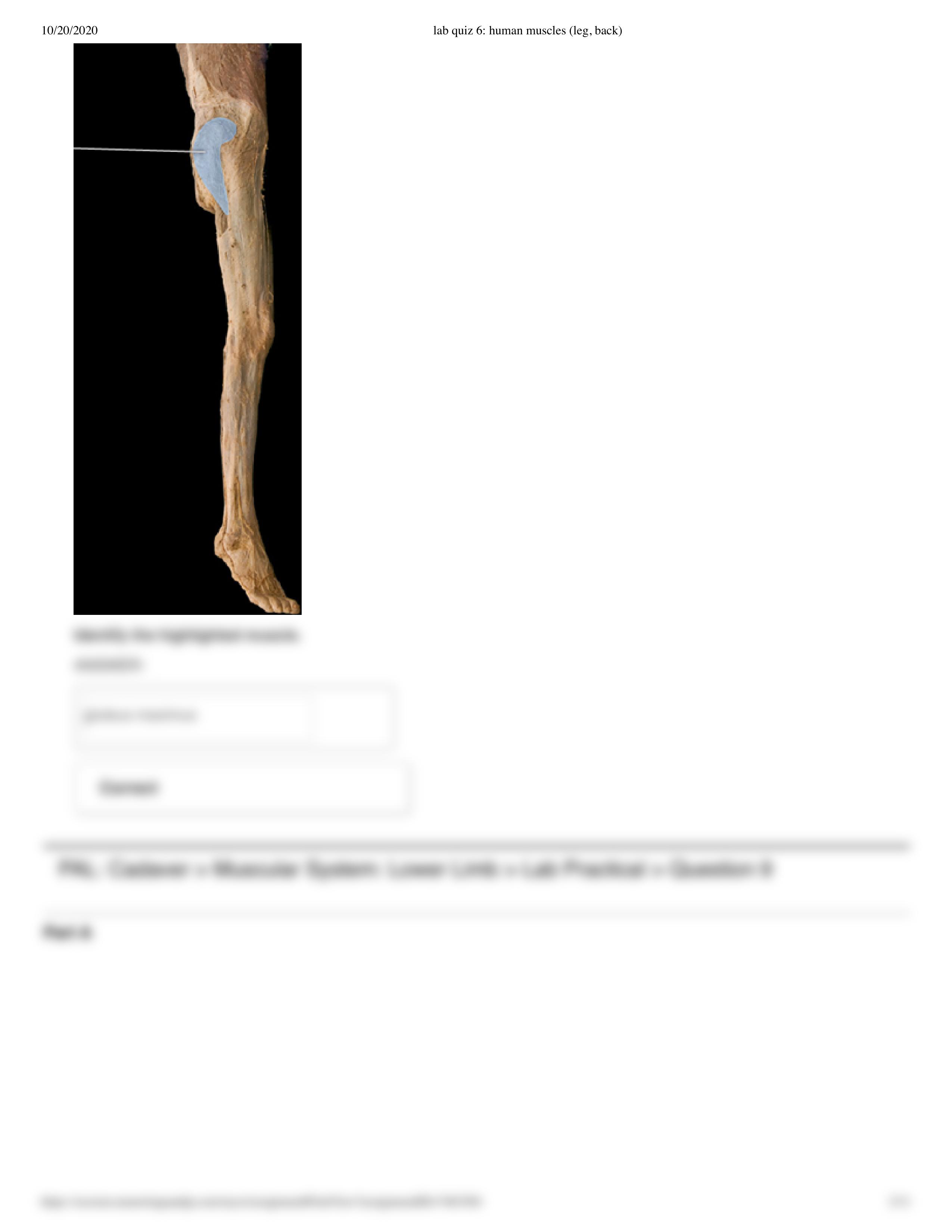 lab quiz 6_ human muscles (leg, back).pdf_d3ot5cgdbat_page2