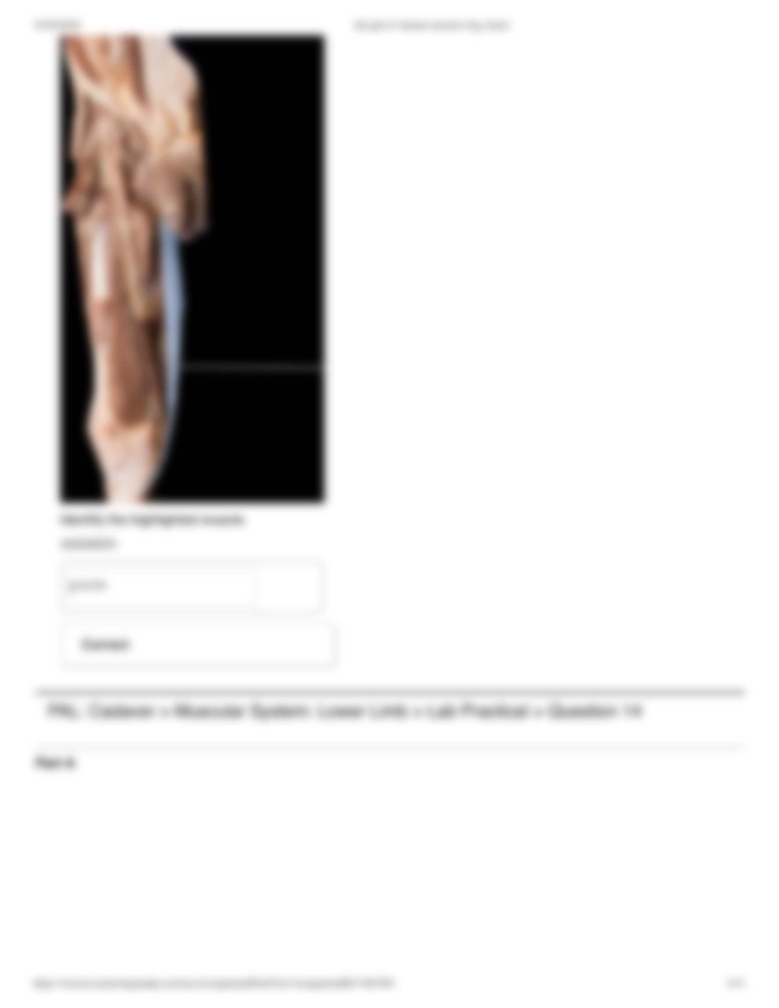 lab quiz 6_ human muscles (leg, back).pdf_d3ot5cgdbat_page4