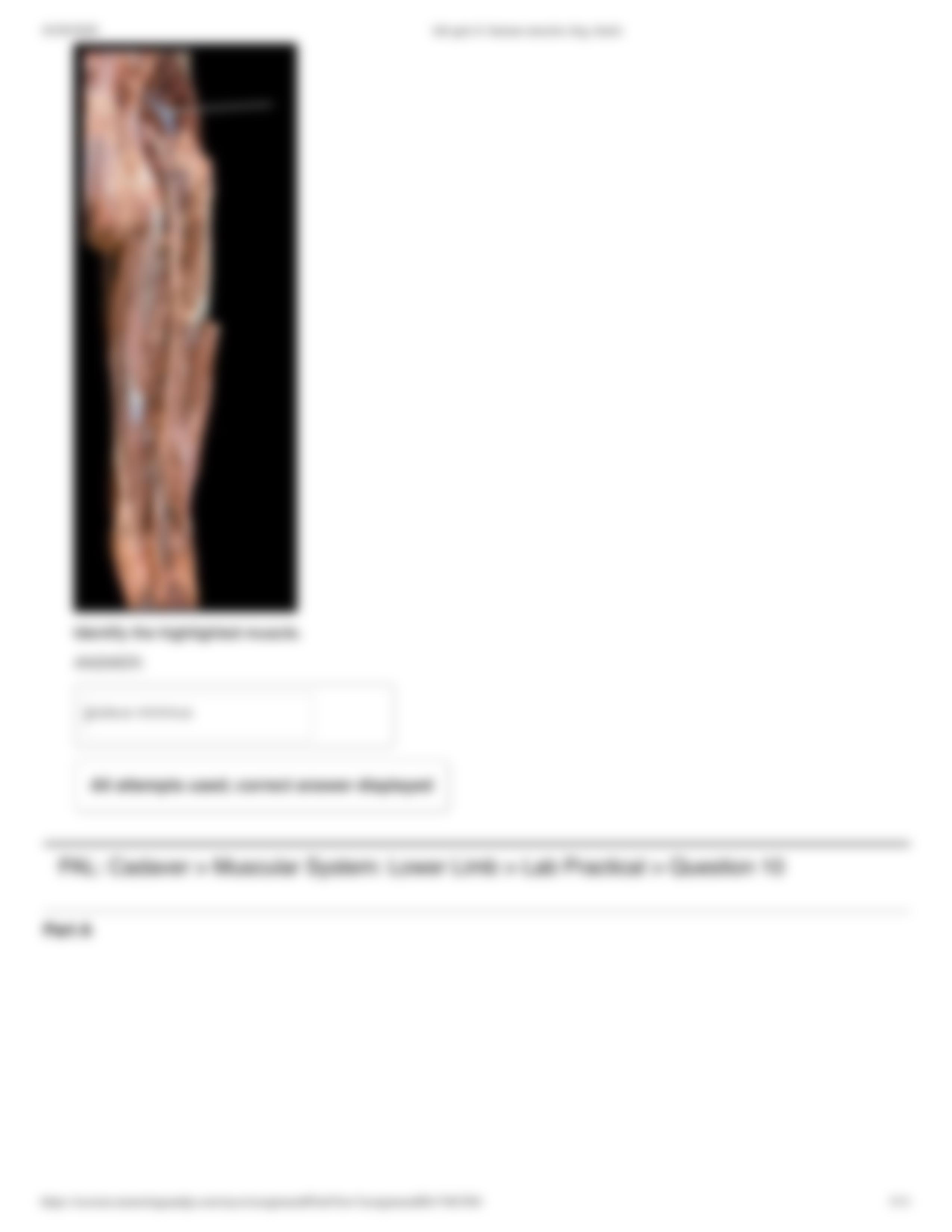 lab quiz 6_ human muscles (leg, back).pdf_d3ot5cgdbat_page3