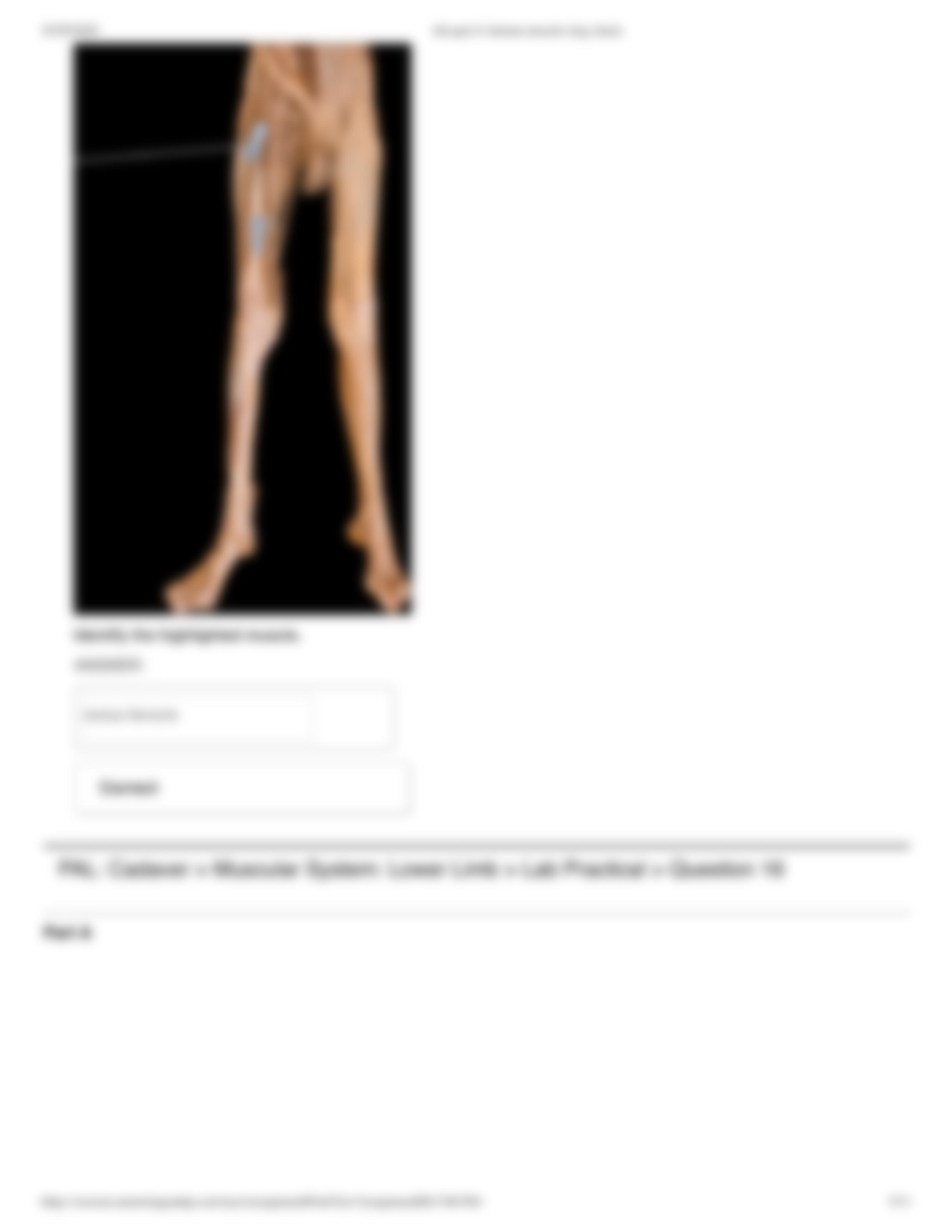 lab quiz 6_ human muscles (leg, back).pdf_d3ot5cgdbat_page5