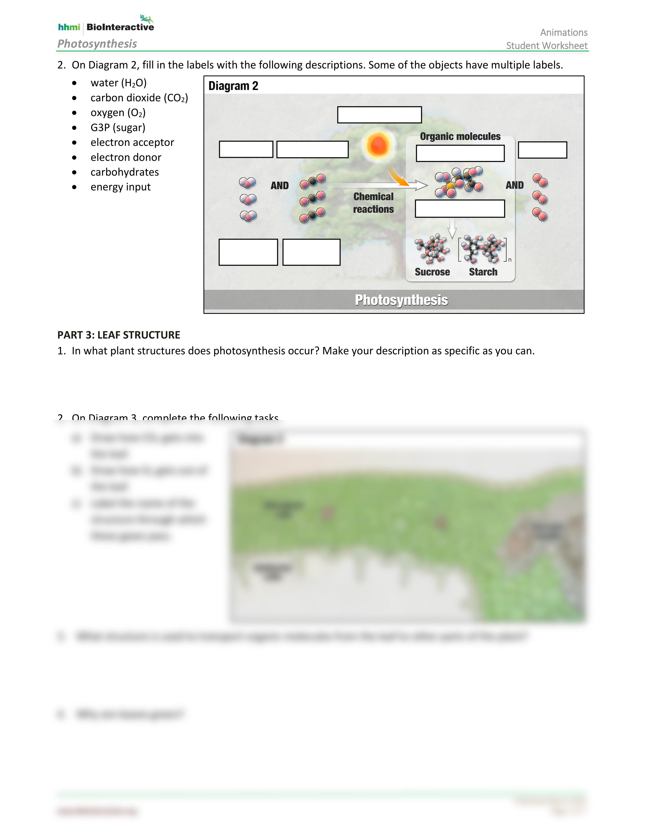 Photosynthesis-StudentWS-animation_BIO_110_WK_4.pdf_d4akfx8js92_page2