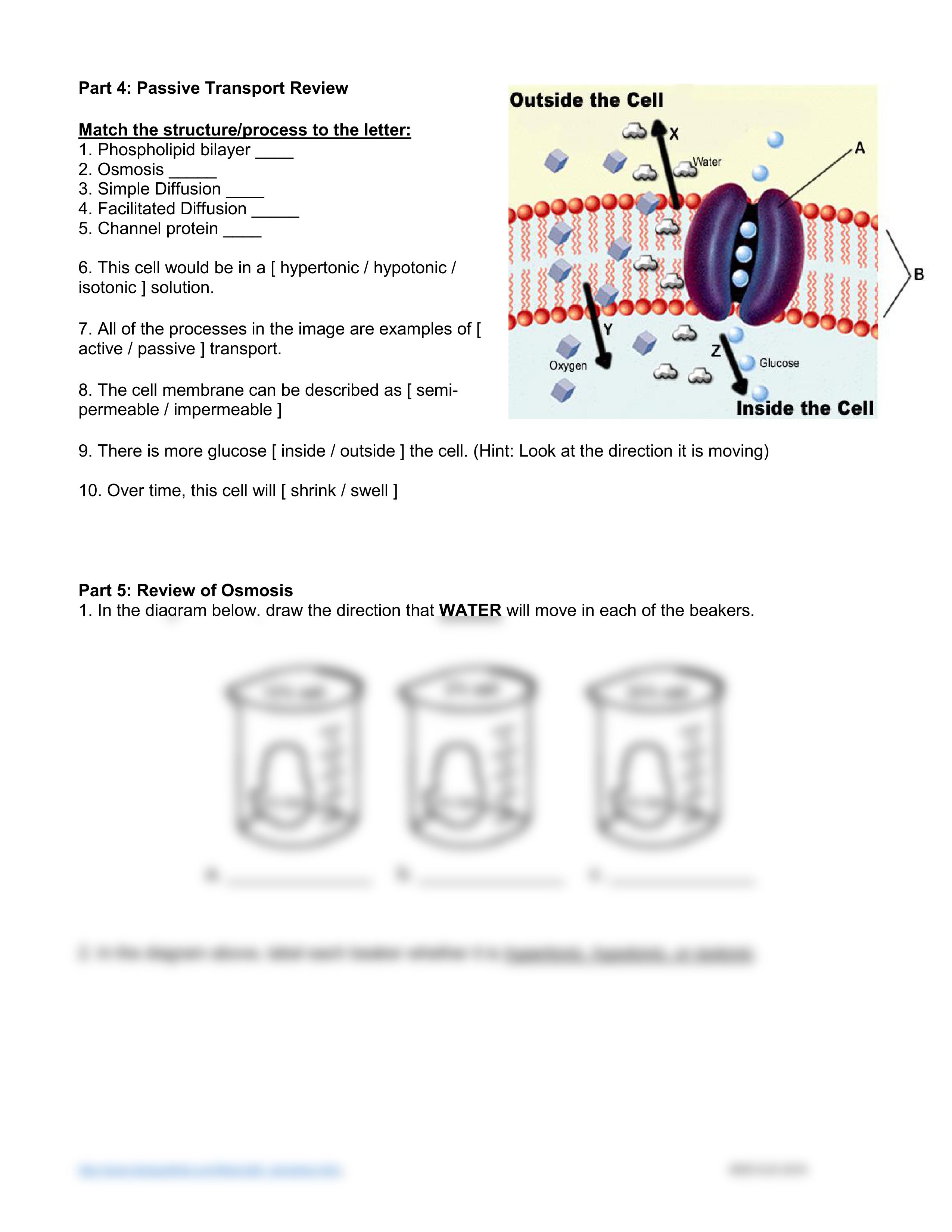 HANDOUT - Cell Transport Review Worksheet.pdf_d4unsqvznax_page2