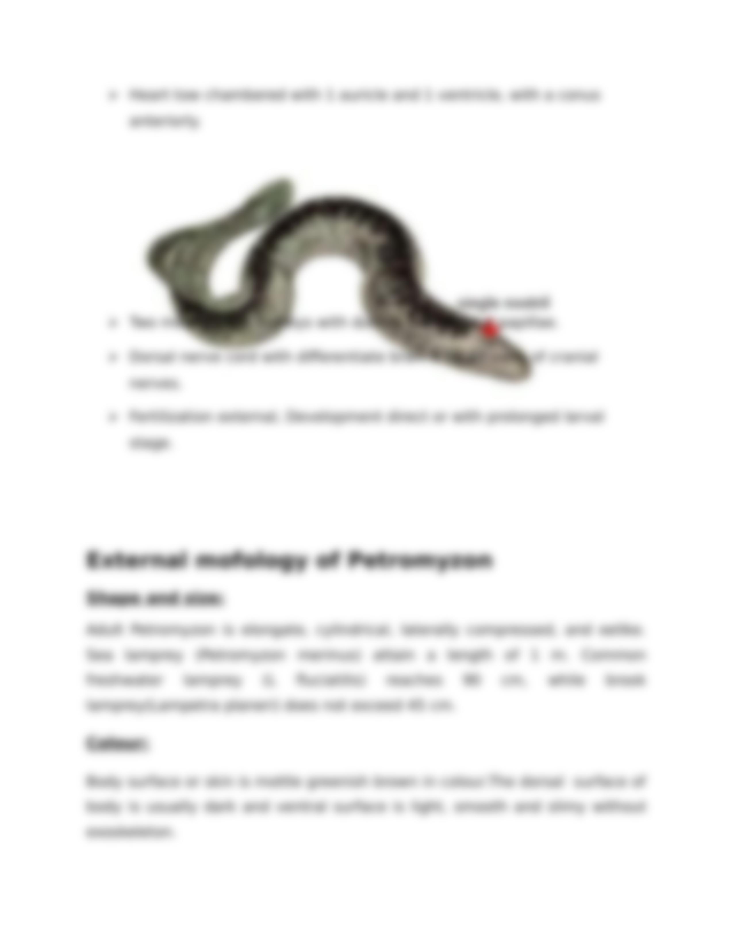 General characteristics of of petromyzon 2_d4z4lmdmbi8_page4