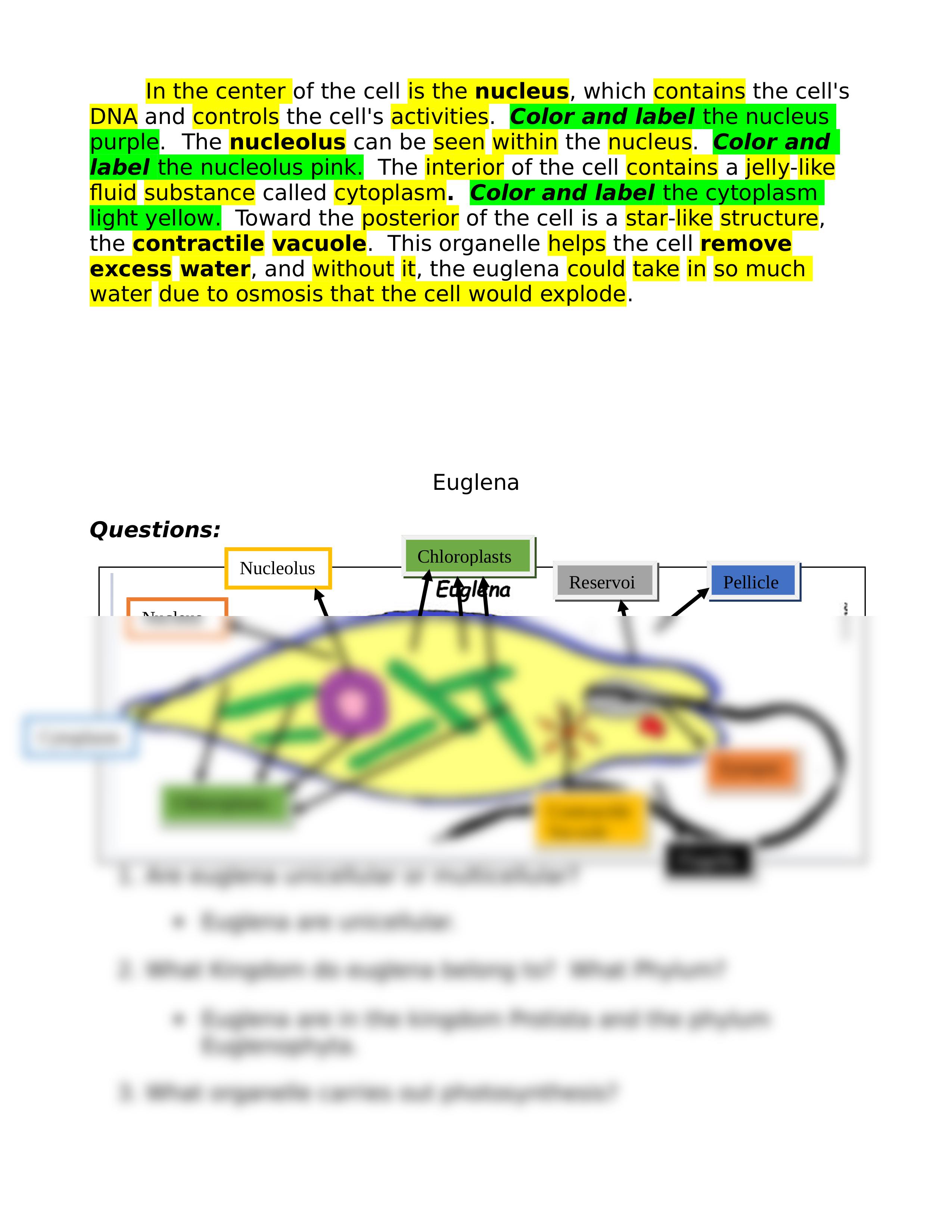 Protist Worksheet.doc_d50kjrsmxc4_page2