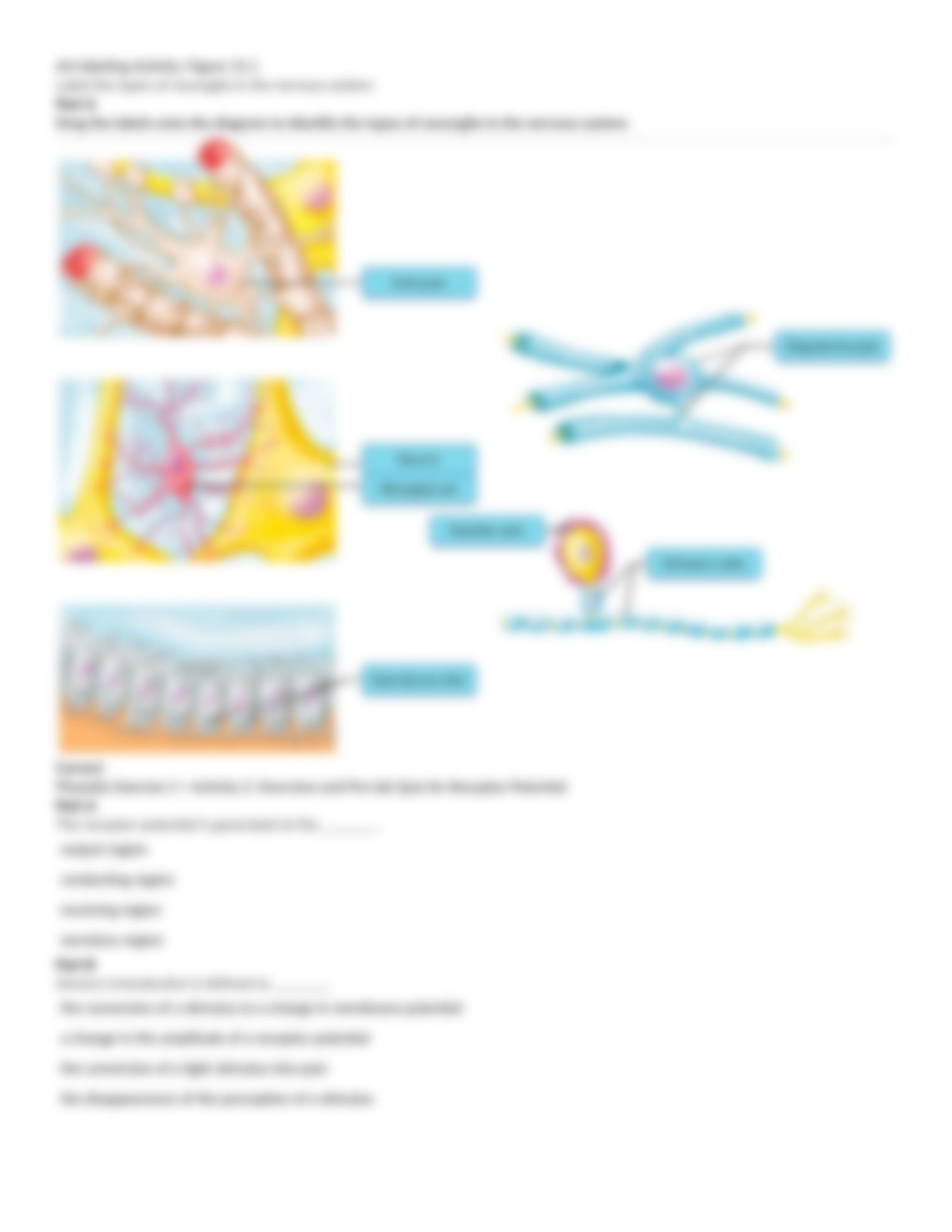 BIO - 168 - D6B - Nervous System Part 1 - Mastering A&P Lab Assignment.docx_d5a2kk3lt8q_page4