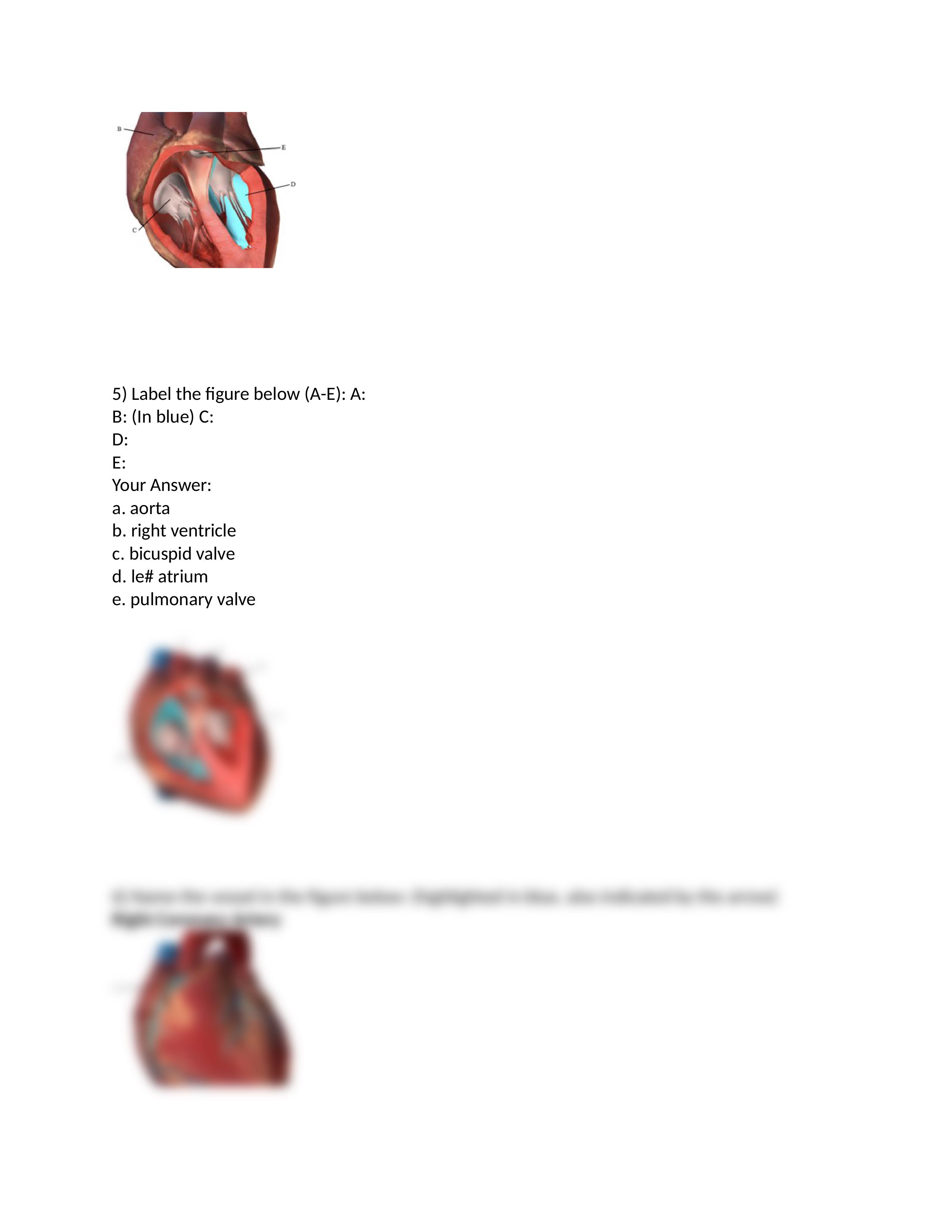 BIod 152 Module 4 Exam Questions.docx_d5g5105qdjy_page2