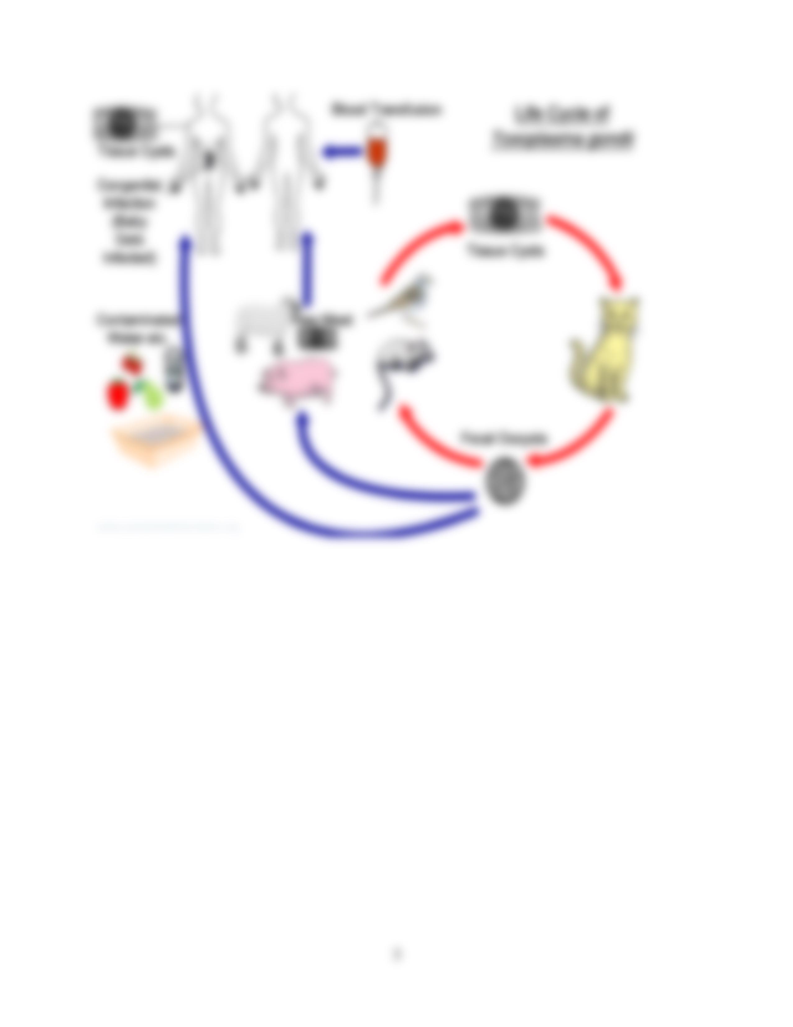 Chapter 19 Protozoans_d5ph0vm4sz0_page3