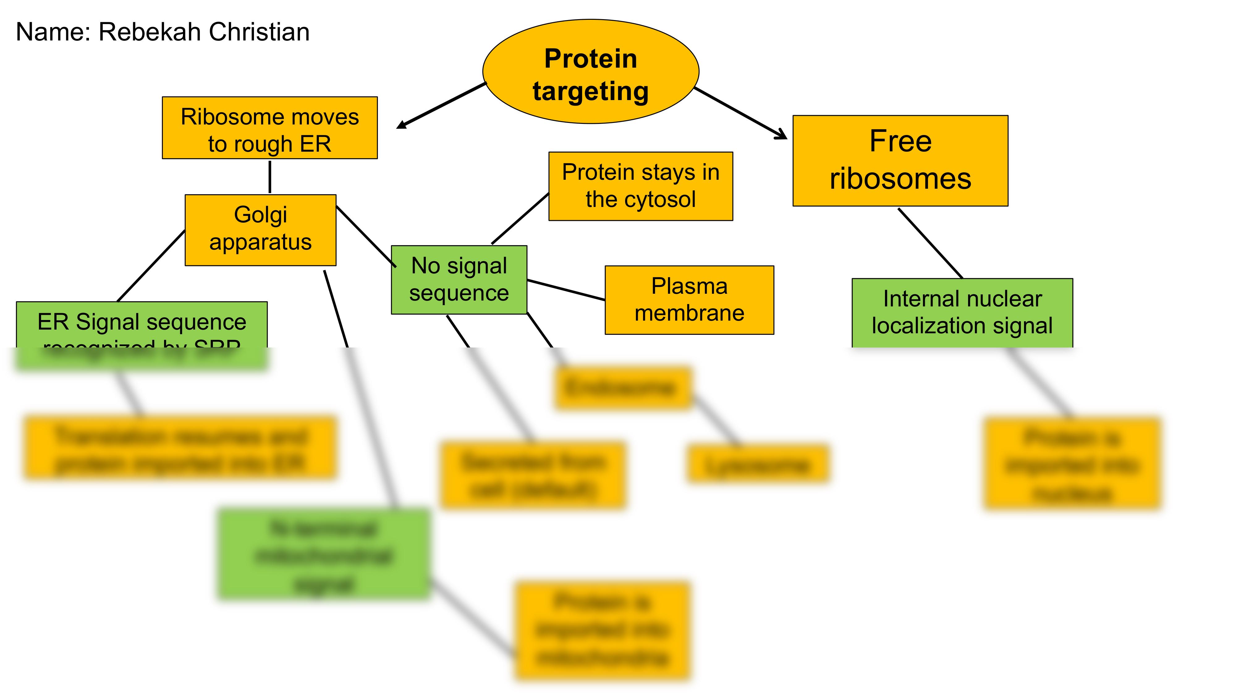 Chapter 5 - Protein Targeting Concept Map-2.pdf_d5xlpnfeumz_page1