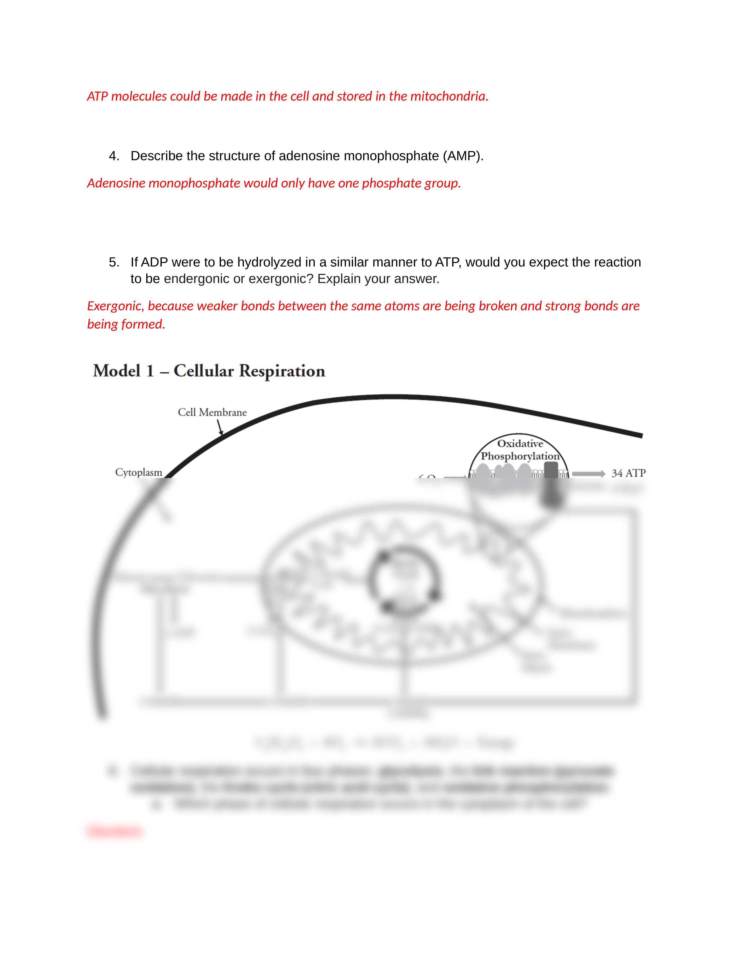 POGIL - Cellular Respiration 1_AnswerKey.docx_d6k0nl5xaxq_page2