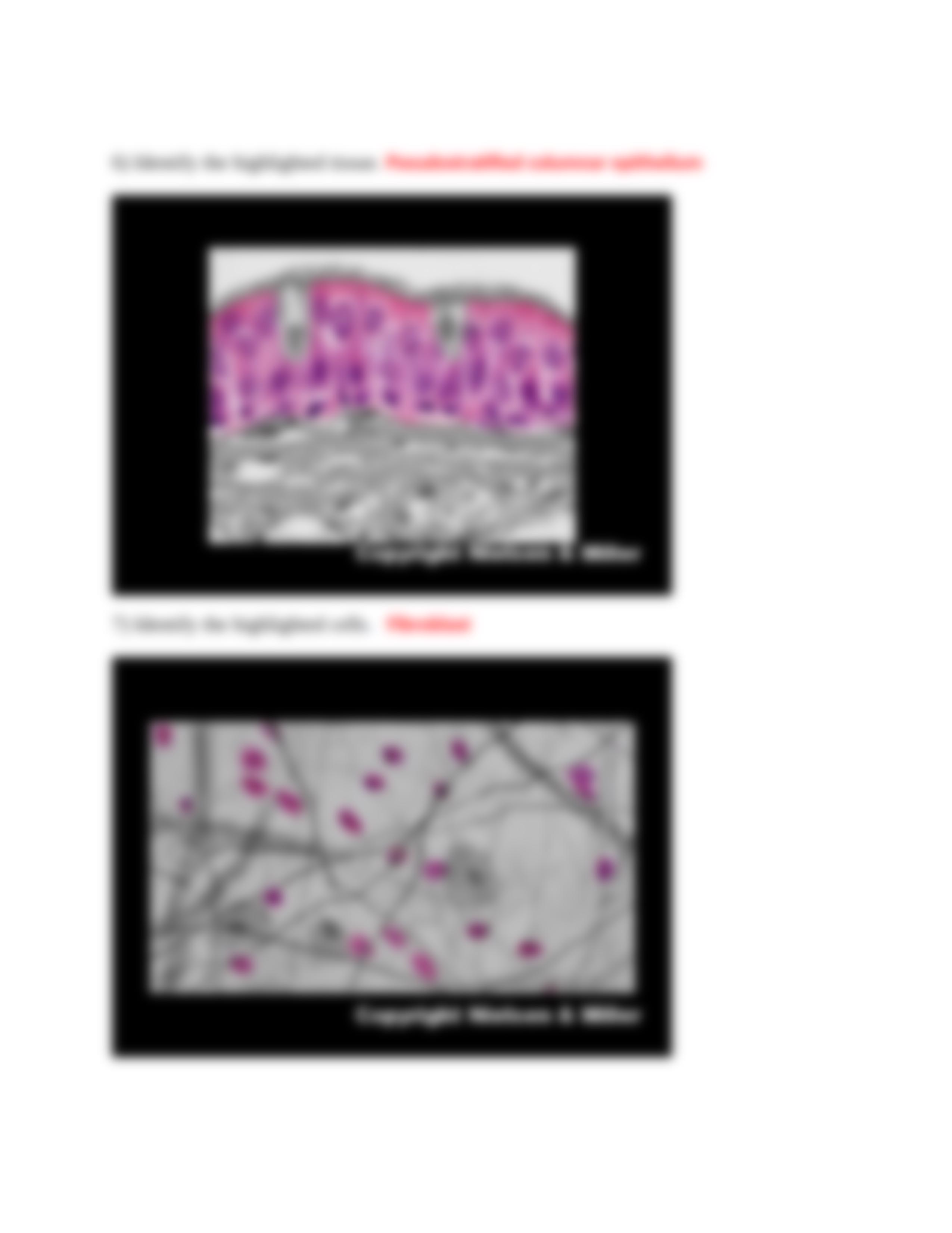 01_cell_and_tissue_identification_.docx_d7dpih5gjyx_page4