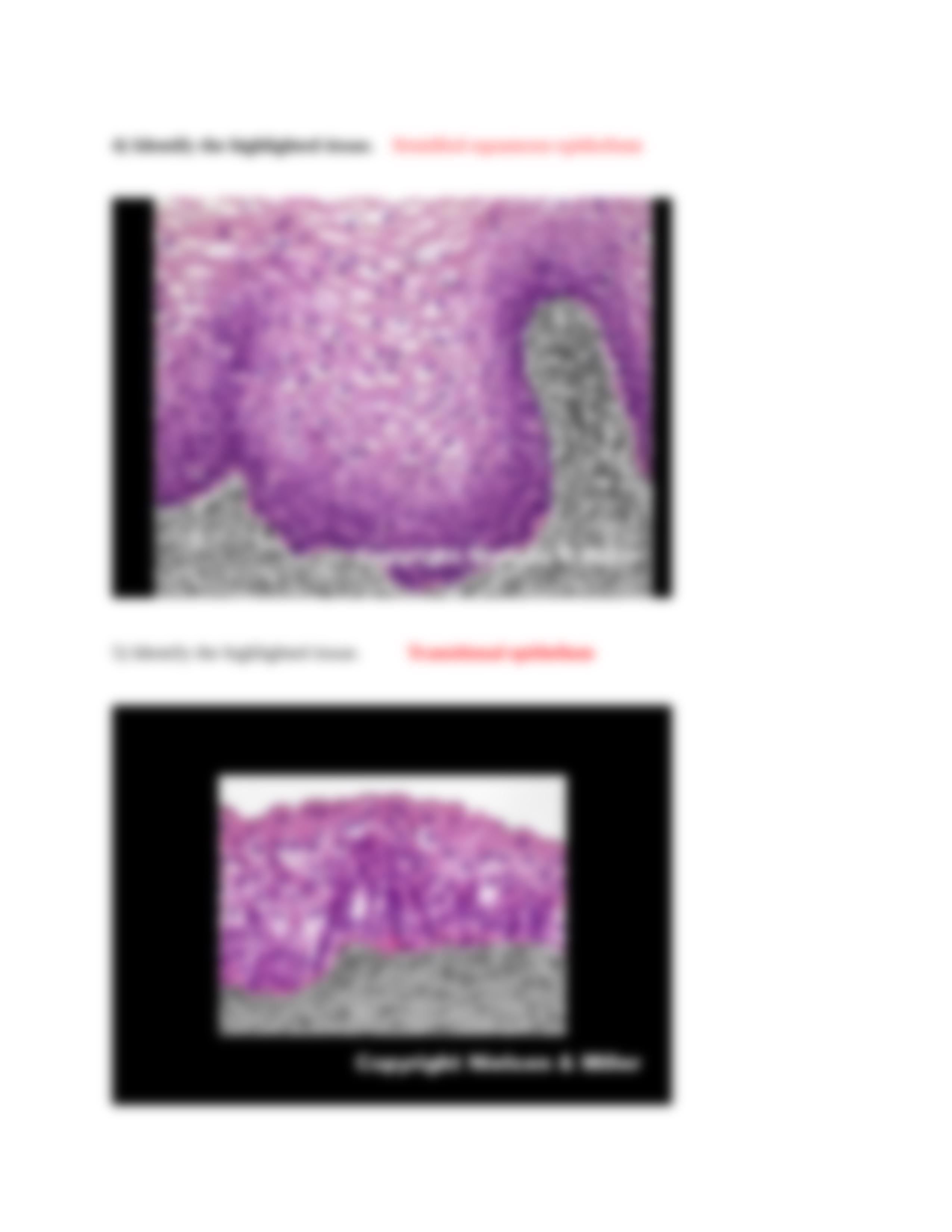 01_cell_and_tissue_identification_.docx_d7dpih5gjyx_page3