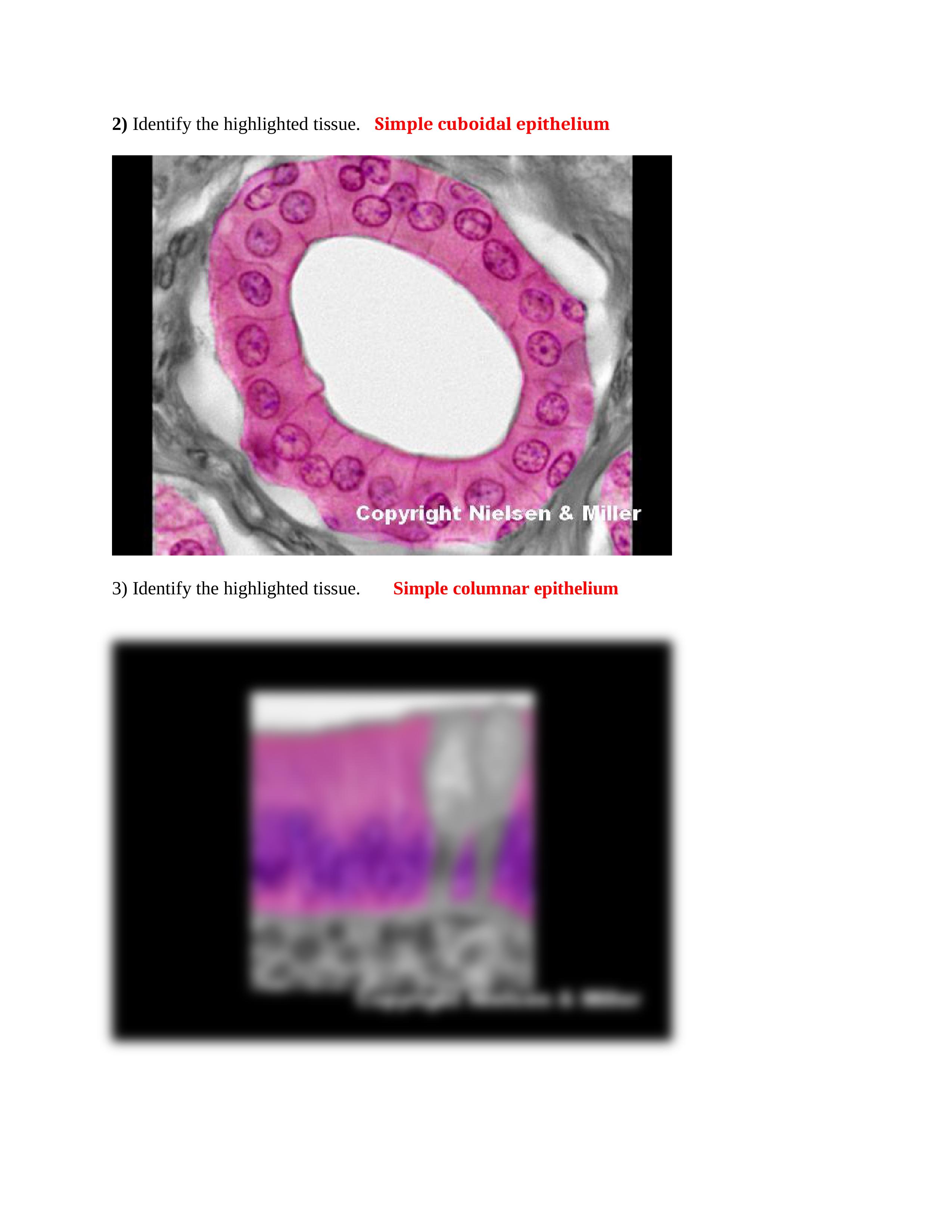 01_cell_and_tissue_identification_.docx_d7dpih5gjyx_page2