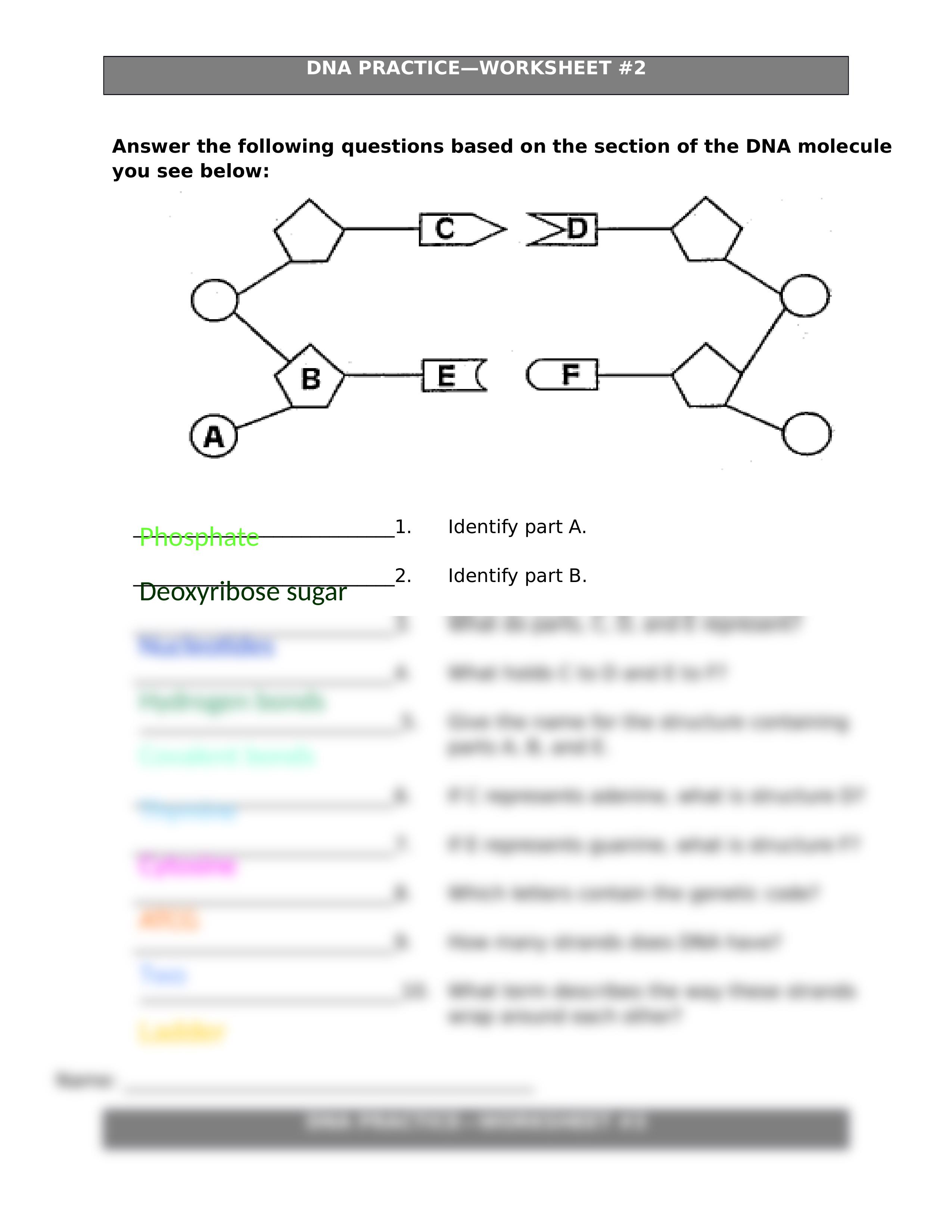 DNA, Replication, and Transcription Review-1.docx_d7nd906zbfi_page2