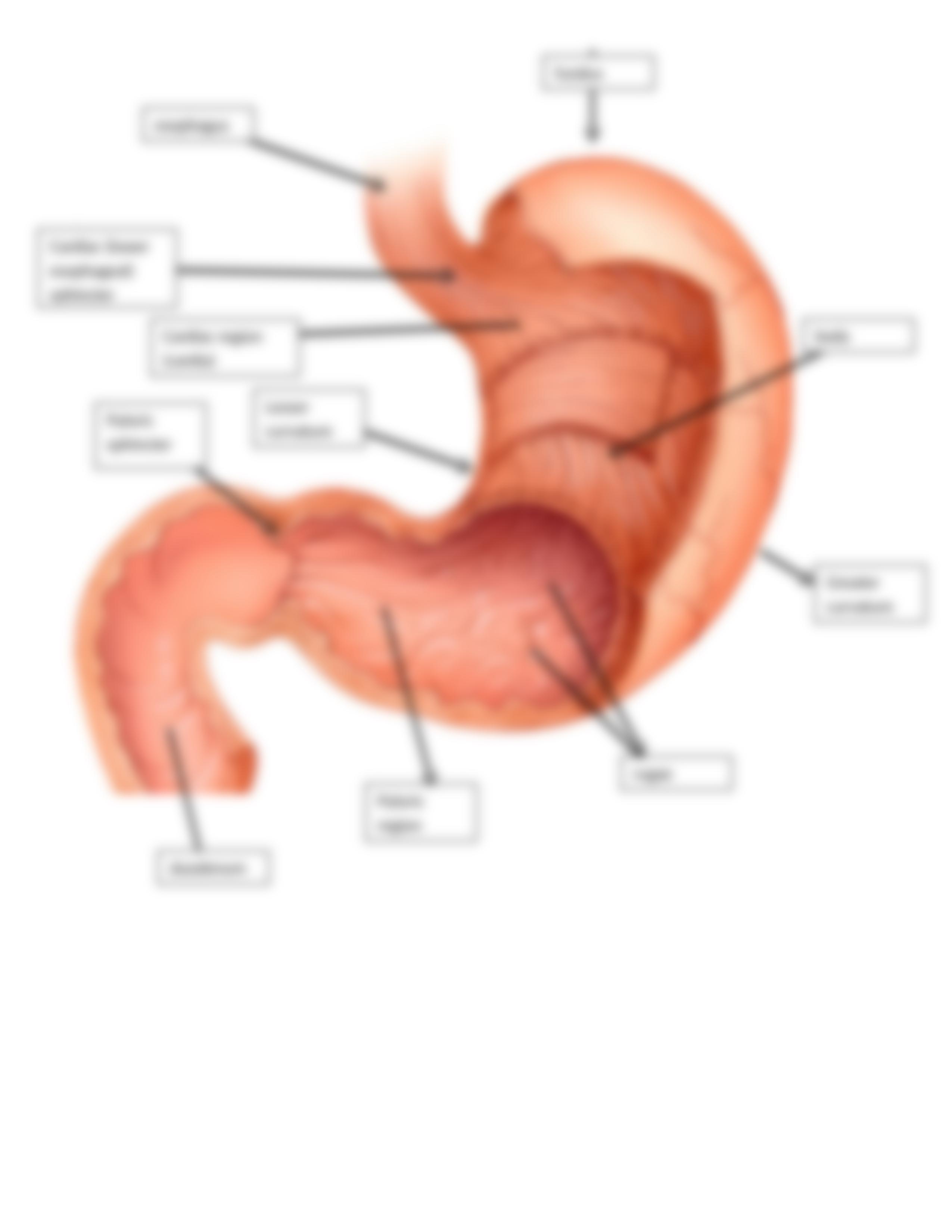 Digestive system labeling worksheet answer key.docx_d7xr3py17sp_page4