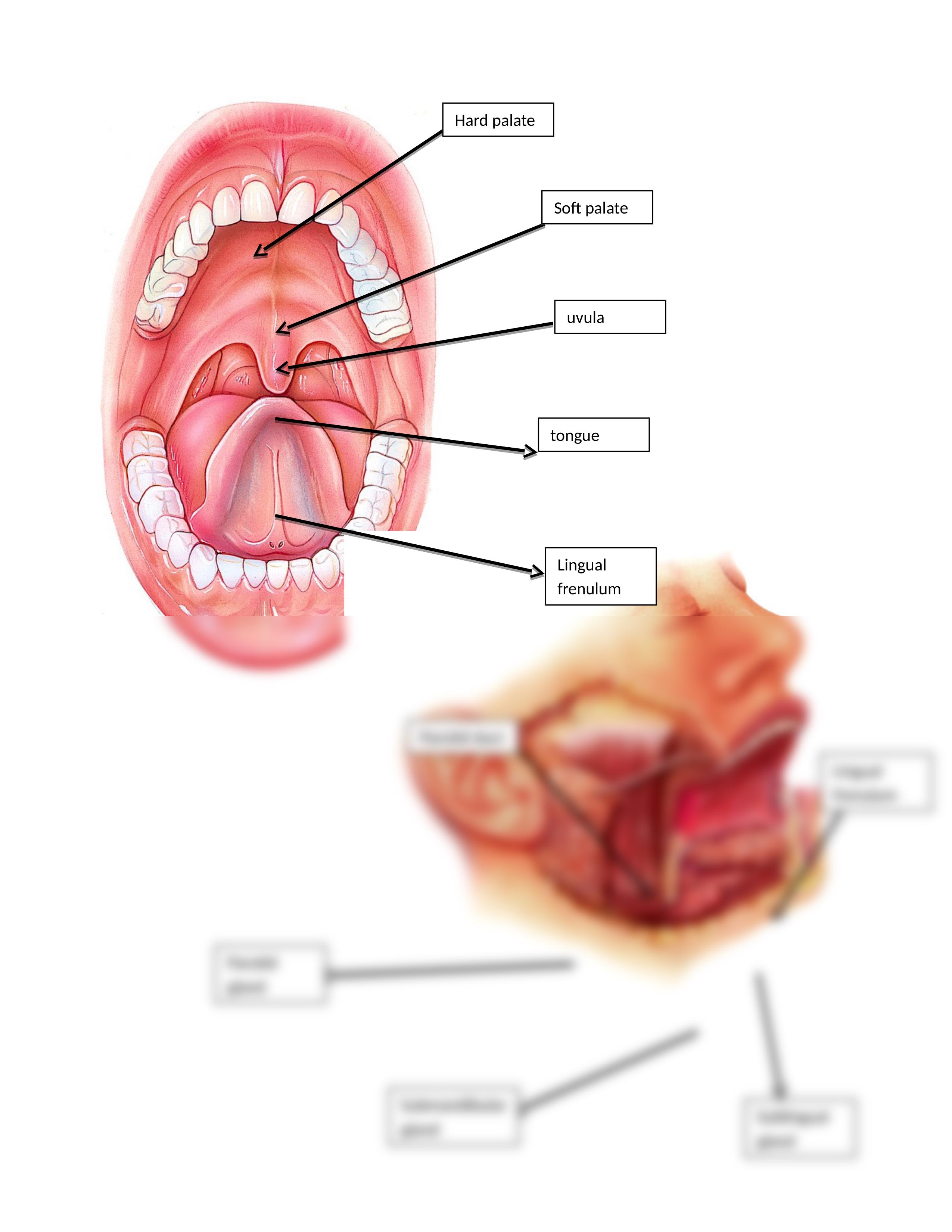 Digestive system labeling worksheet answer key.docx_d7xr3py17sp_page2