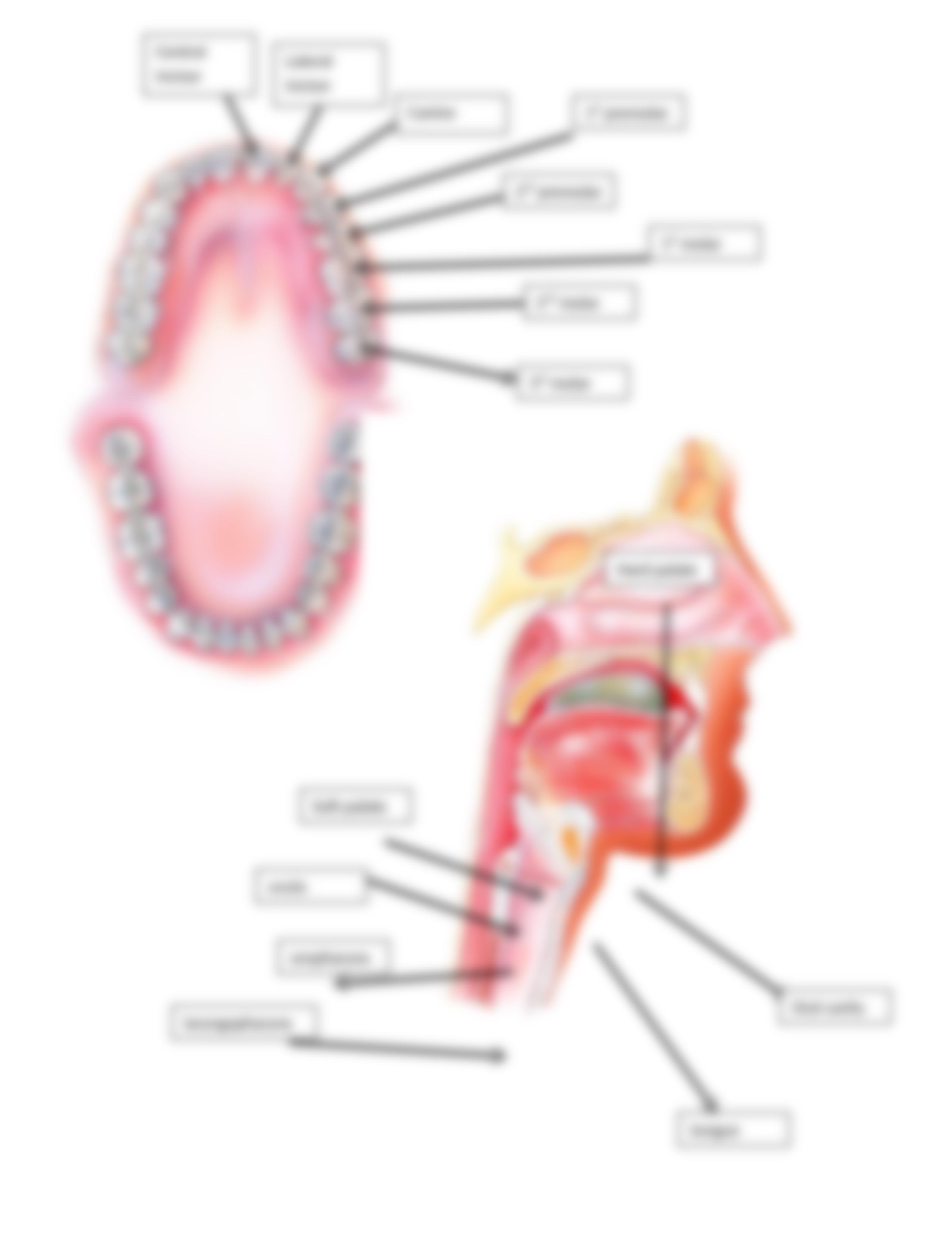 Digestive system labeling worksheet answer key.docx_d7xr3py17sp_page3