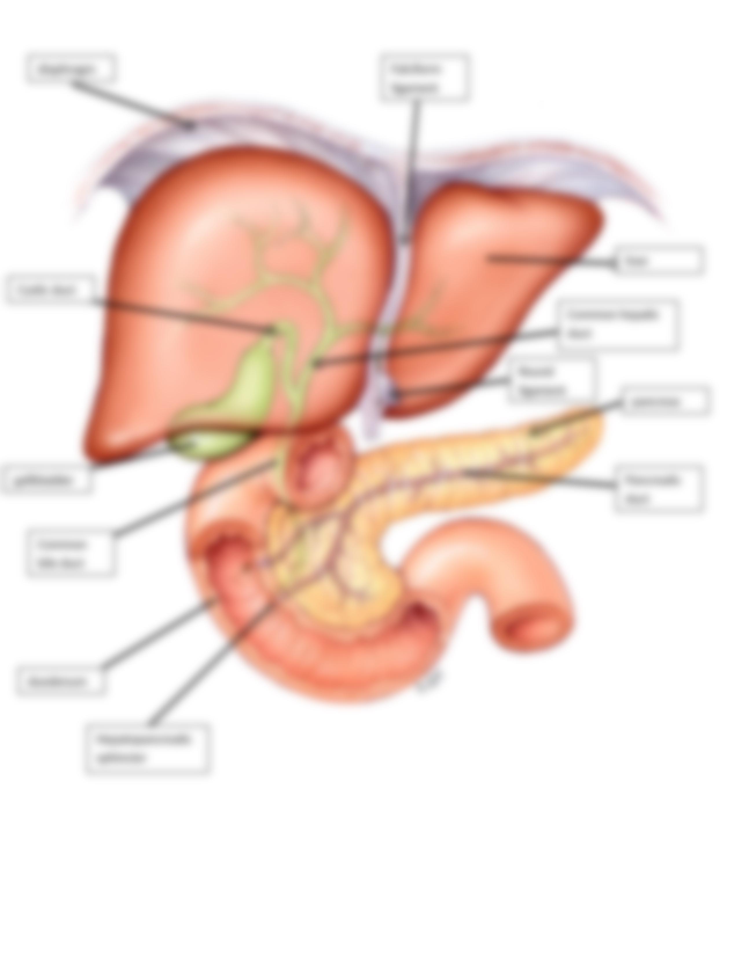 Digestive system labeling worksheet answer key.docx_d7xr3py17sp_page5